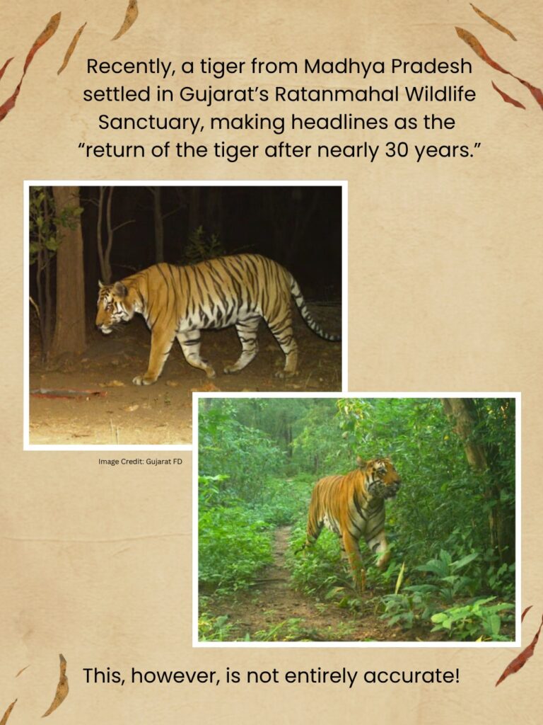 Tiger Story: Lost Stripes of Gujarat: At the turn of the 20th century, Gujarat was the only place in the world where you could hope to see four big cats — lion, leopard, tiger, and cheetah. The first two still live in Gujarat. Unfortunately, the Asiatic cheetah and Gujarat’s tigers.