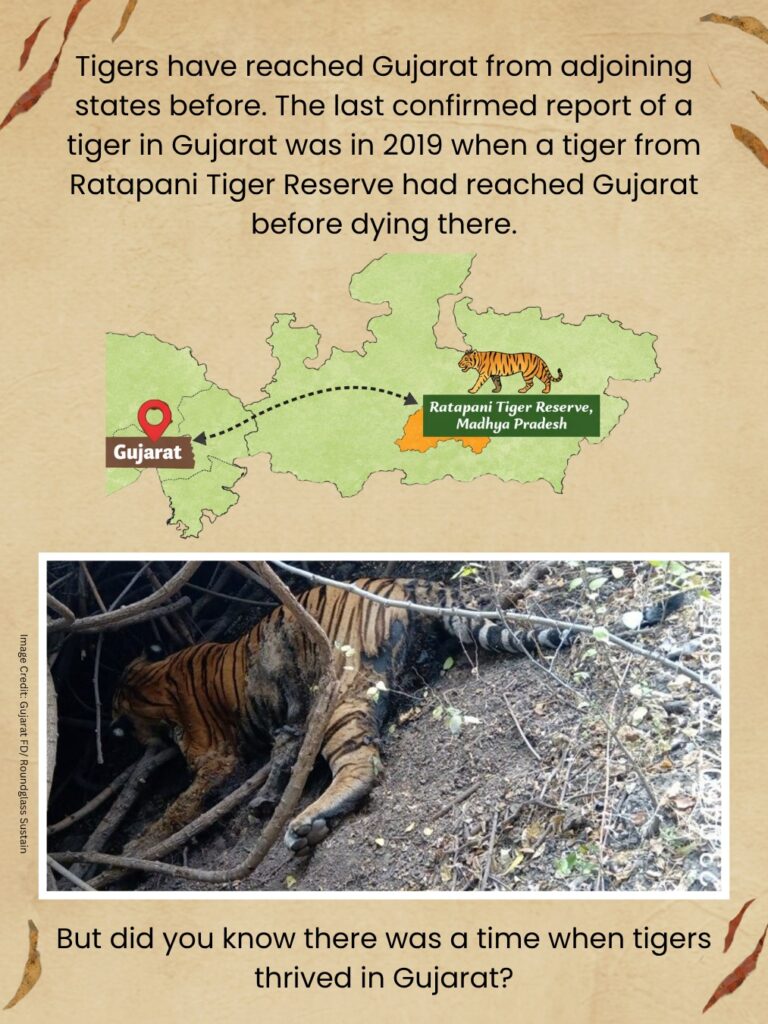 Tiger Story: Lost Stripes of Gujarat: At the turn of the 20th century, Gujarat was the only place in the world where you could hope to see four big cats — lion, leopard, tiger, and cheetah. The first two still live in Gujarat. Unfortunately, the Asiatic cheetah and Gujarat’s tigers.