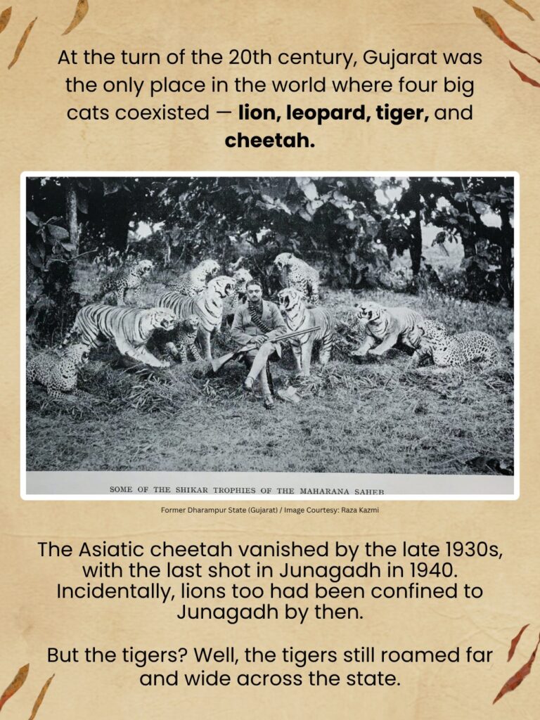 Tiger Story: Lost Stripes of Gujarat: At the turn of the 20th century, Gujarat was the only place in the world where you could hope to see four big cats — lion, leopard, tiger, and cheetah. The first two still live in Gujarat. Unfortunately, the Asiatic cheetah and Gujarat’s tigers.