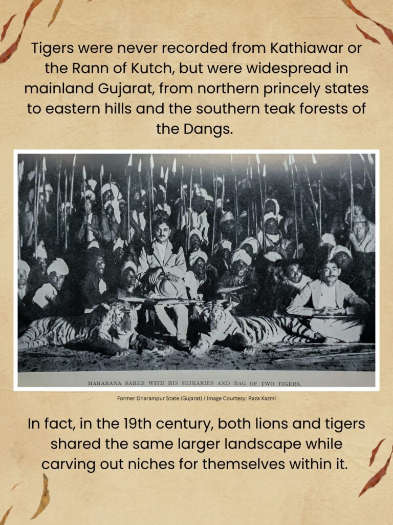 Tiger Story: Lost Stripes of Gujarat: At the turn of the 20th century, Gujarat was the only place in the world where you could hope to see four big cats — lion, leopard, tiger, and cheetah. The first two still live in Gujarat. Unfortunately, the Asiatic cheetah and Gujarat’s tigers.