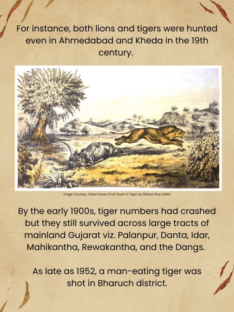 Tiger Story: Lost Stripes of Gujarat: At the turn of the 20th century, Gujarat was the only place in the world where you could hope to see four big cats — lion, leopard, tiger, and cheetah. The first two still live in Gujarat. Unfortunately, the Asiatic cheetah and Gujarat’s tigers.