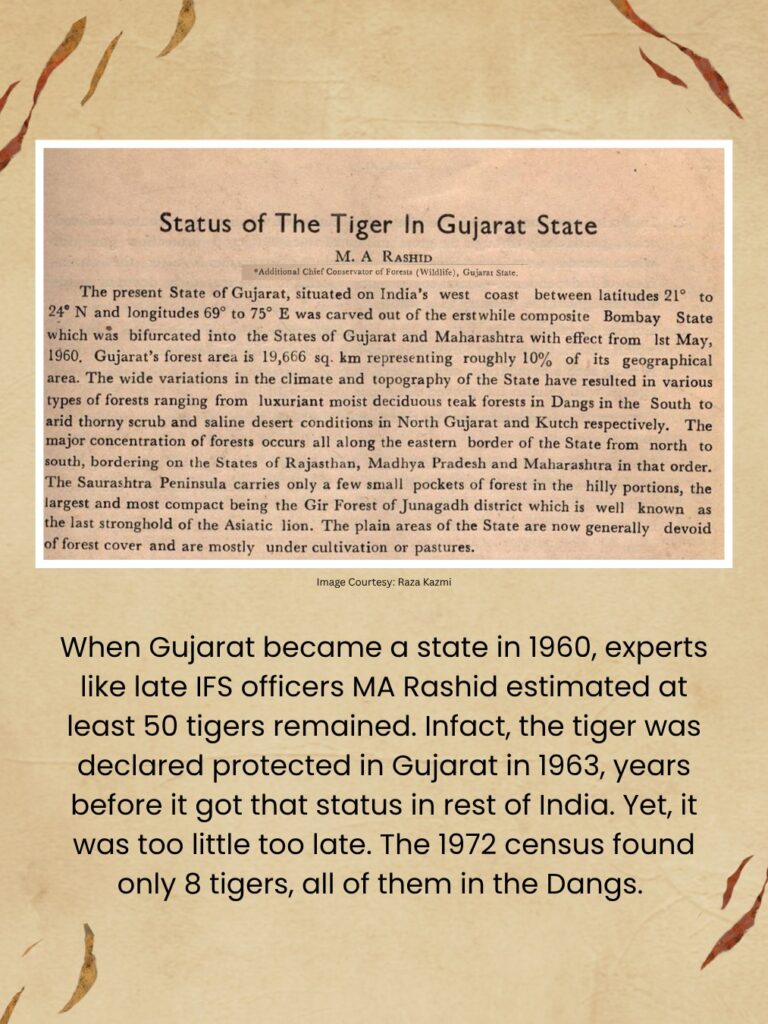 Tiger Story: Lost Stripes of Gujarat: At the turn of the 20th century, Gujarat was the only place in the world where you could hope to see four big cats — lion, leopard, tiger, and cheetah. The first two still live in Gujarat. Unfortunately, the Asiatic cheetah and Gujarat’s tigers.