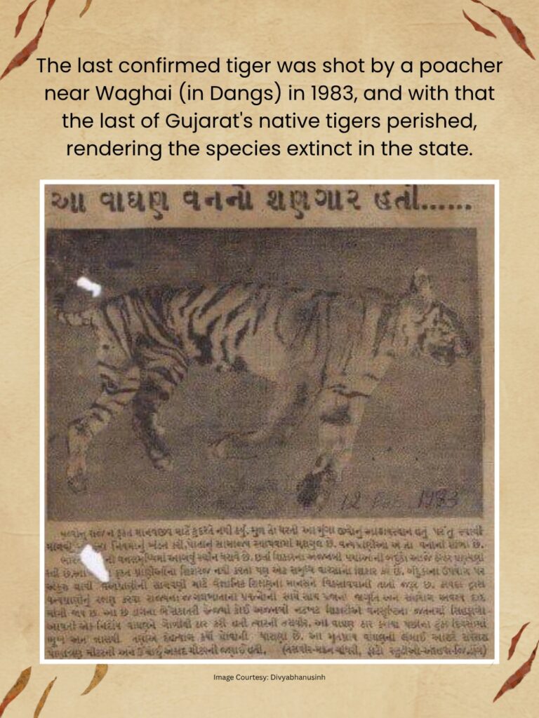 Tiger Story: Lost Stripes of Gujarat: At the turn of the 20th century, Gujarat was the only place in the world where you could hope to see four big cats — lion, leopard, tiger, and cheetah. The first two still live in Gujarat. Unfortunately, the Asiatic cheetah and Gujarat’s tigers.