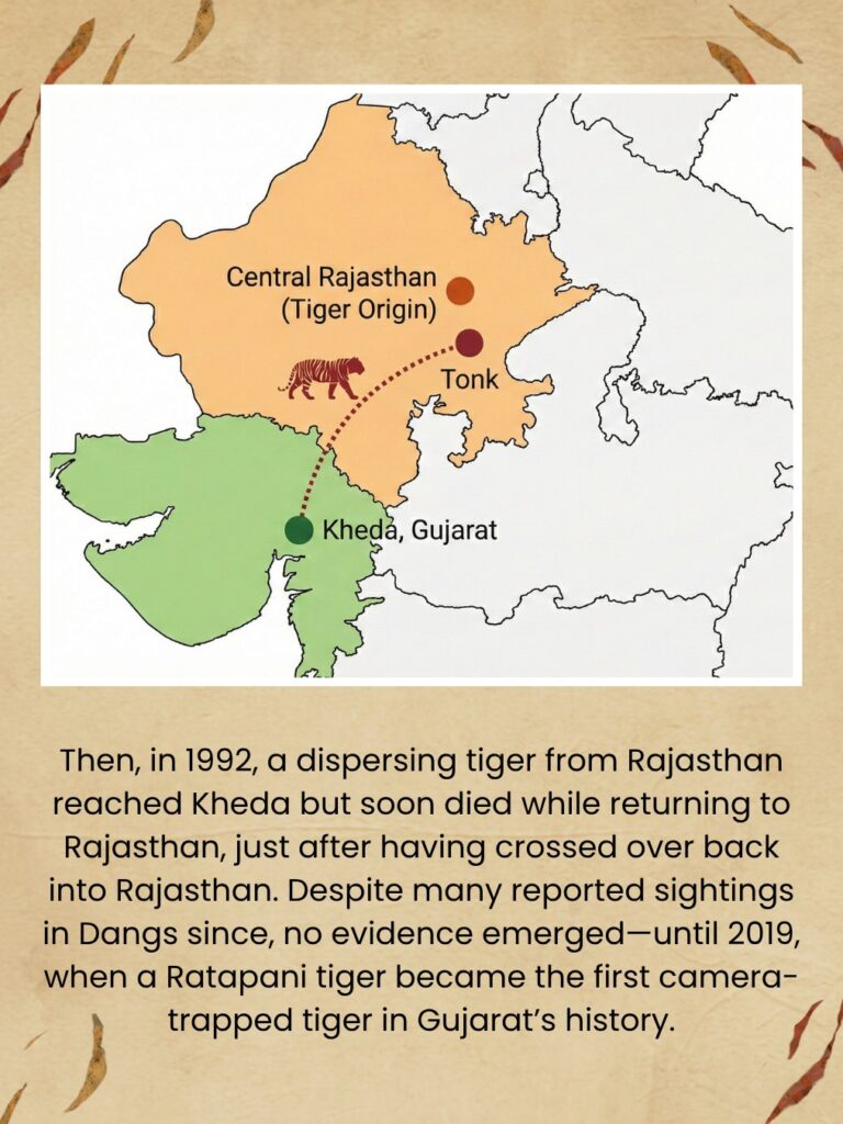 Tiger Story: Lost Stripes of Gujarat: At the turn of the 20th century, Gujarat was the only place in the world where you could hope to see four big cats — lion, leopard, tiger, and cheetah. The first two still live in Gujarat. Unfortunately, the Asiatic cheetah and Gujarat’s tigers.