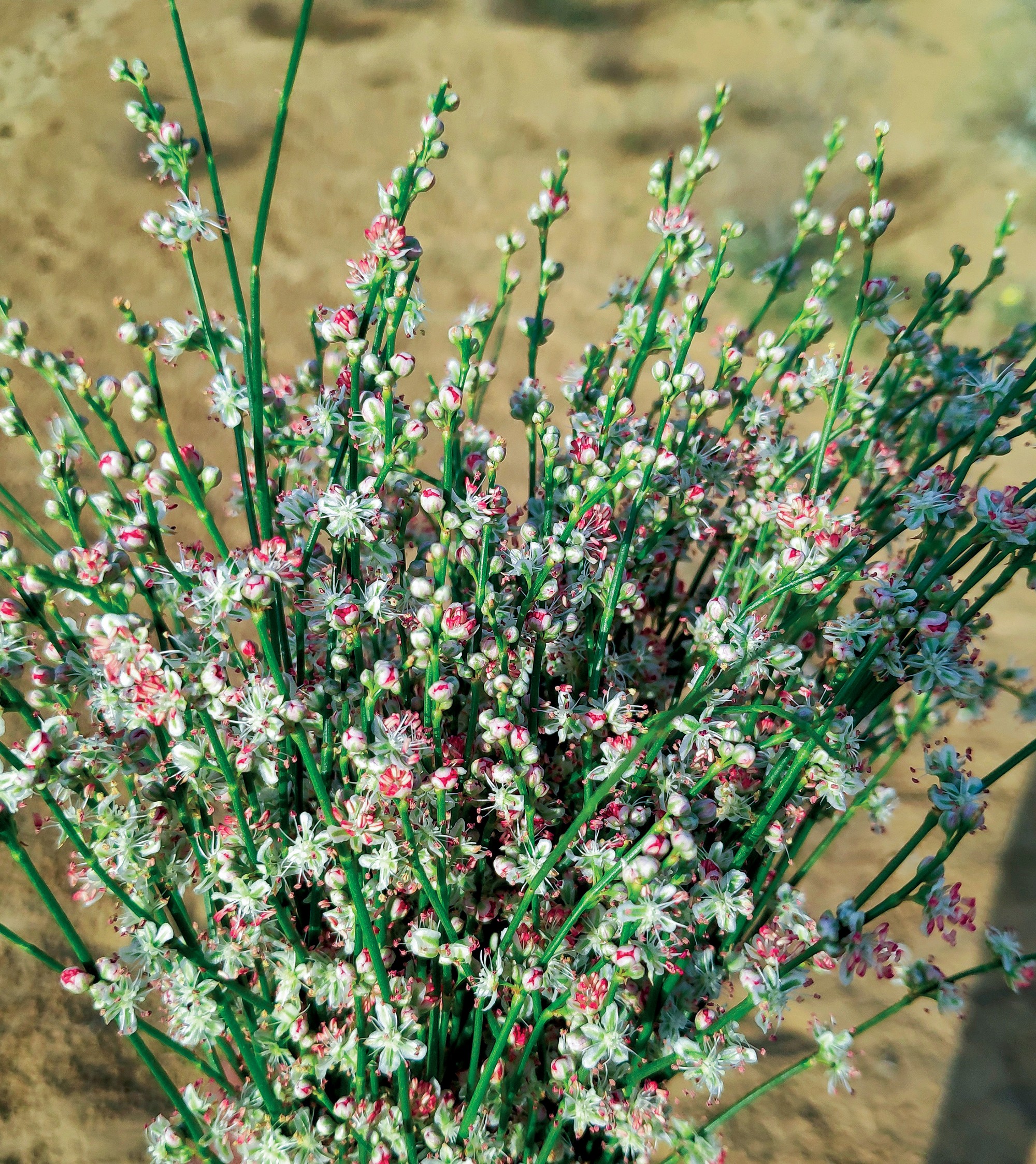 The Sand Weaver of the Thar: Calligonum polygonoides. Locally known as phog or phogda, Calligonum polygonoides is a master of survival in the shifting sands of the Thar desert. Its deep roots anchor dunes, preventing erosion and shaping the fragile desert landscape.