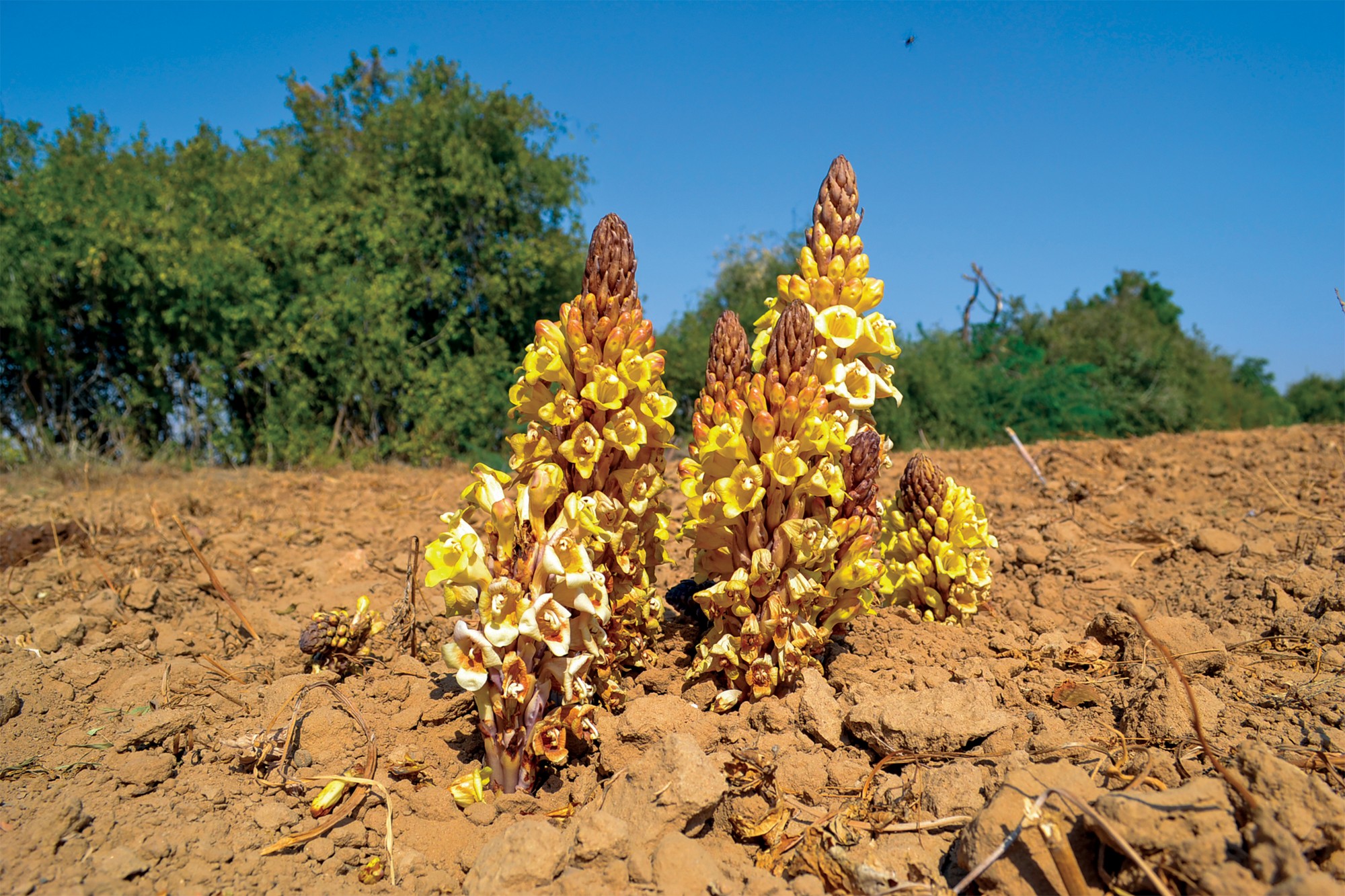 A Freeloader in the Thar: Cistanche tubulosa. Known as desert hyacinth in English and bhumphod in the Thar region, Cistanche tubulosa is a unique parasitic plant. Unlike most flora, it thrives by attaching itself to the living or dead roots of desert shrubs such as Calotropis procera.