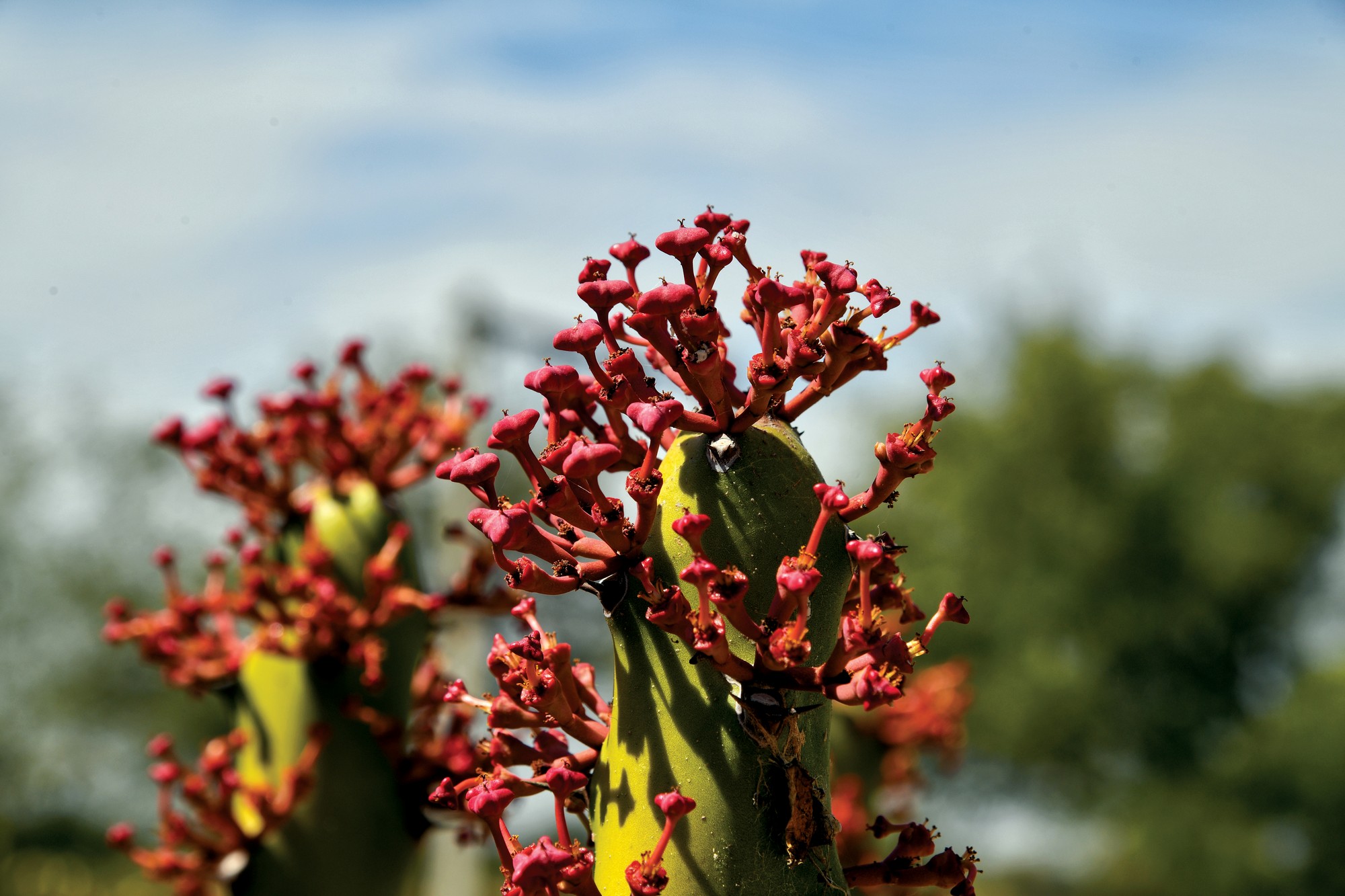 A Spiny Delicacy: Euphorbia caducifolia. A tough desert survivor, this plant forms dense, spiny thickets that prevent soil erosion and provide refuge for desert wildlife. Though it appears unyielding, the plant offers both sustenance and beauty to the arid landscape. In bloom, its bare stems are draped in maroon flowers, a striking contrast against the dry terrain. But its true secret lies in its young stem tips, which are harvested during the monsoon to prepare a seasonal delicacy cherished in traditional cuisine. A plant of contrasts, it thrives in harshness while offering both nourishment and shelter to those who understand its worth. The Asiatic wildcat or Indian desert cat is often seen denning amidst this natural fortress.