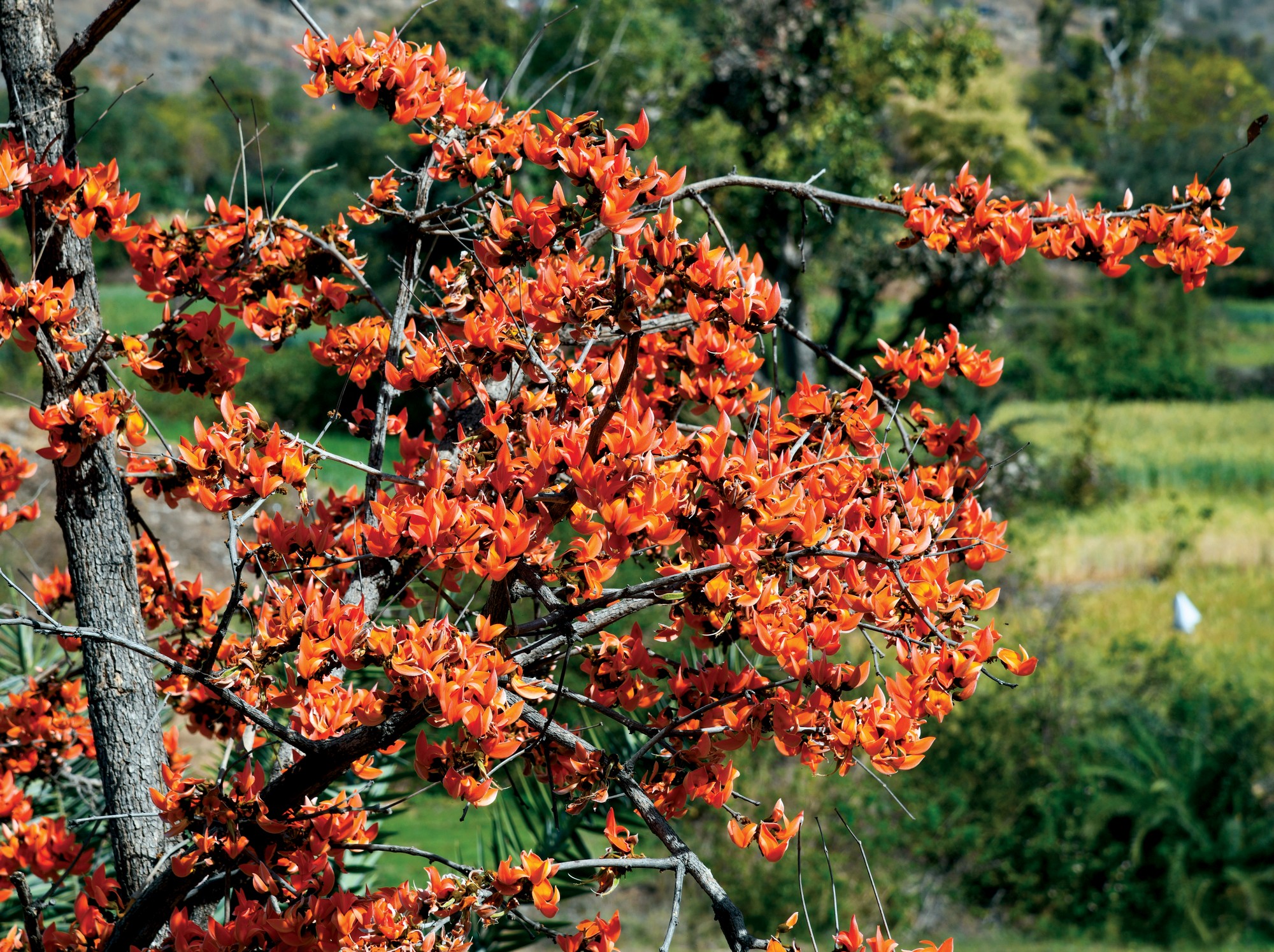 The Flame of the Aravallis: Butea monosperma. A striking presence in the woodland savannas of the Aravallis, Butea monosperma, or palash, sets the landscape ablaze with its fiery orange-red blossoms. Often called the ‘flame of the forest,’ it thrives in dry, rocky soils, adding bursts of colour to an otherwise muted terrain. Beyond its beauty, palash holds deep cultural and ecological significance. Apart from providing important nutrition to birds and insects, its flowers have traditionally been used to make organic Holi colours, while its leaves, bark, and resin serve medicinal and ritualistic purposes. As land-use changes threaten its habitat, preserving this iconic tree remains essential for the savanna’s biodiversity.
