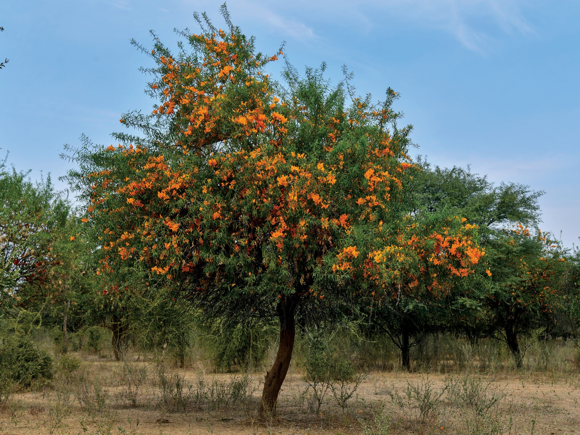 The Spectacle of Survival: Dryland Plants in Bloom - Bursting into gold each spring, the Rohida tree stands as a symbol of adaptation and ecological vitality in India’s deserts.
