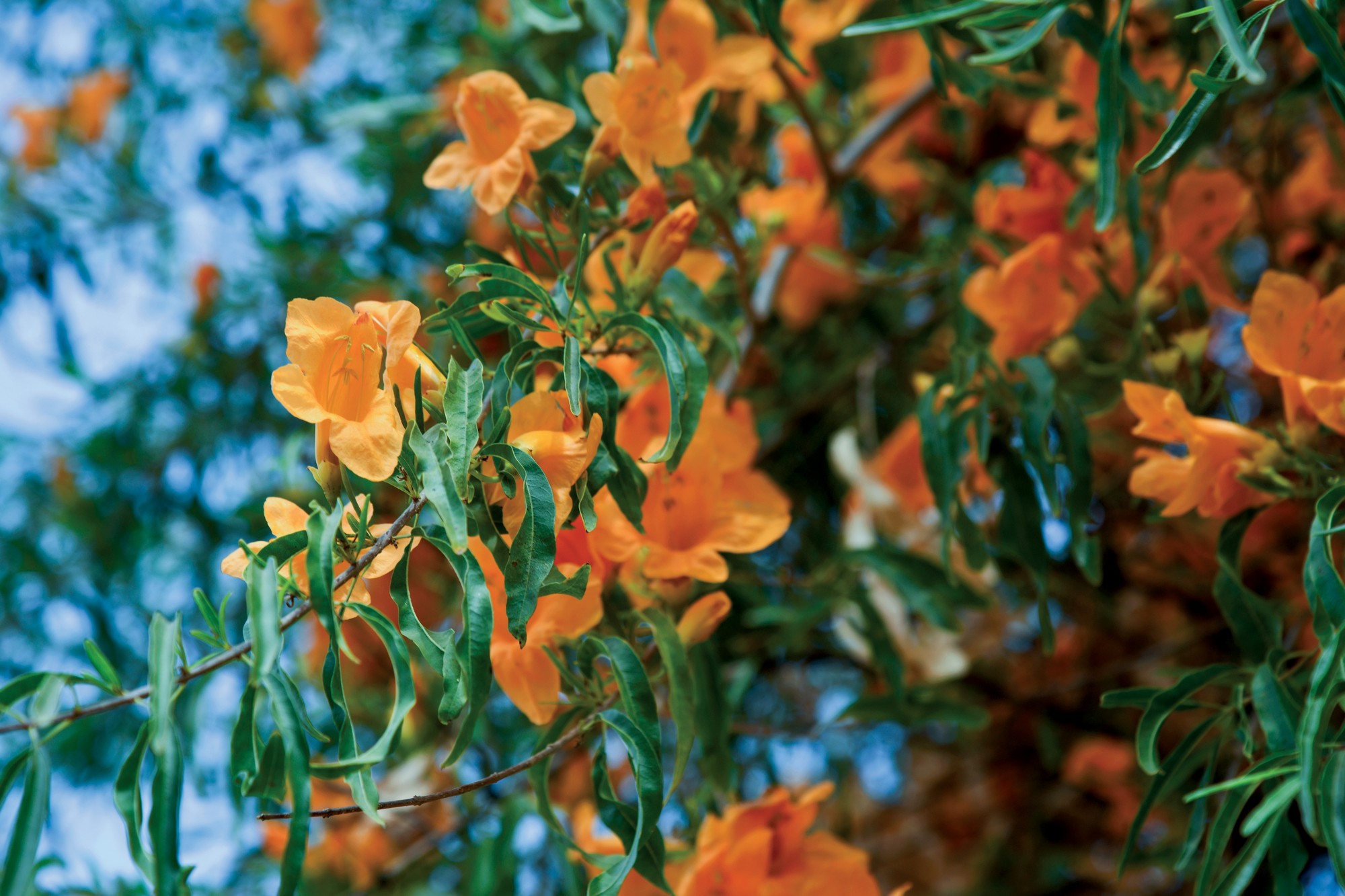 The Golden Teak of the Desert: Tecomella undulata Standing tall in the arid landscapes of western India, Tecomella undulata, or rohida, is the state flower of Rajasthan and a prized timber species, often called the ‘teak of the desert’. Its hardy nature allows it to thrive where few trees can, providing shade, fuel, and wood for rural communities. In spring, this resilient tree transforms, bursting into brilliant yellow blooms that brighten the dry terrain with golden hues. Traditionally, its flowers were used to make natural Holi colours, making it an important ingredient of cultural celebrations. However, excessive harvesting and habitat loss threaten its future like many wild denizens, making plant-focused conservation efforts crucial.