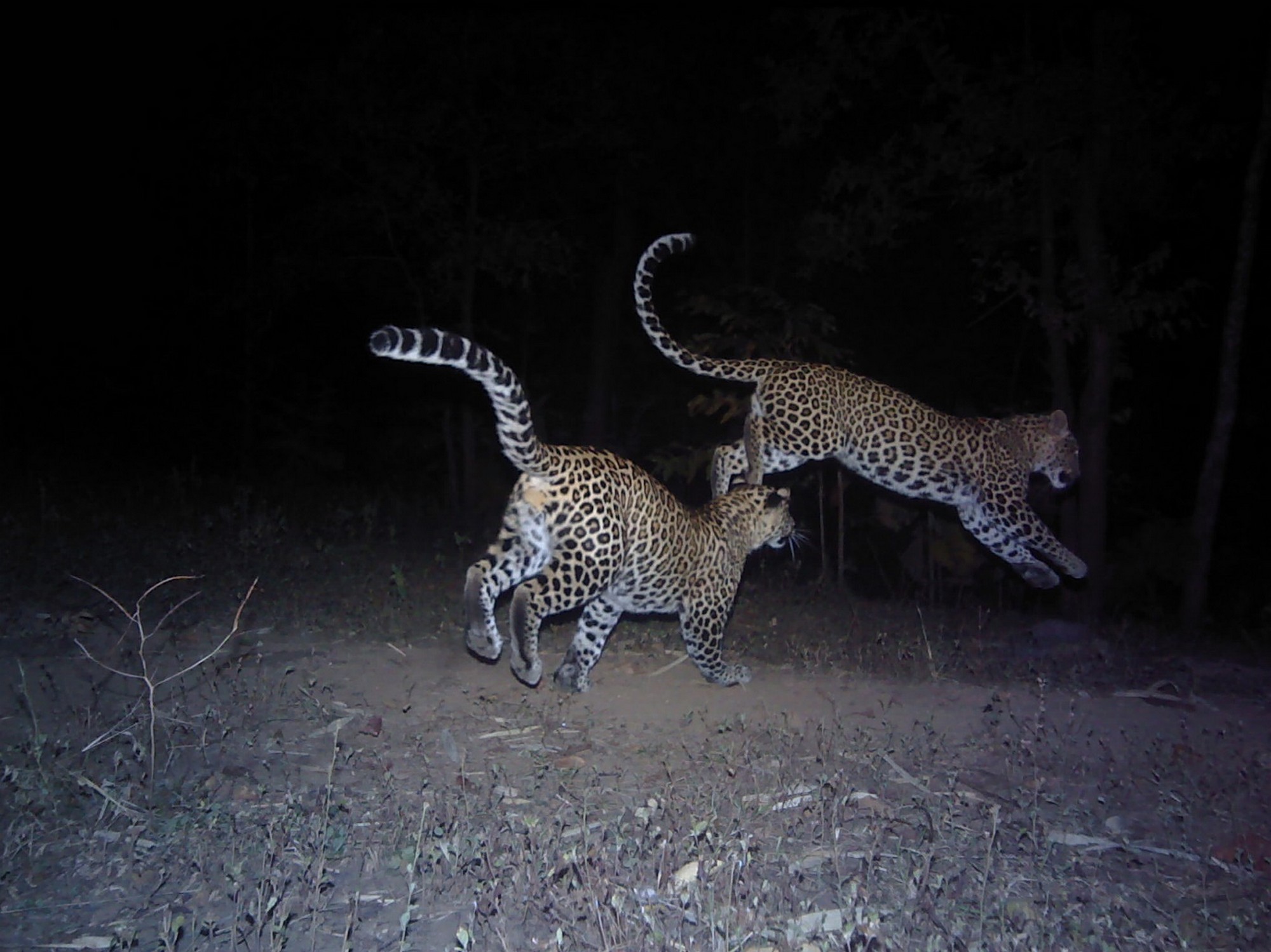 Annals Of The Satpura Uplands - Despite the intense anthropogenic pressure, linear infrastructure and other disturbances throughout the Satpura-Melghat corridor, leopards were found to be fairly well distributed across this corridor’s landscape.