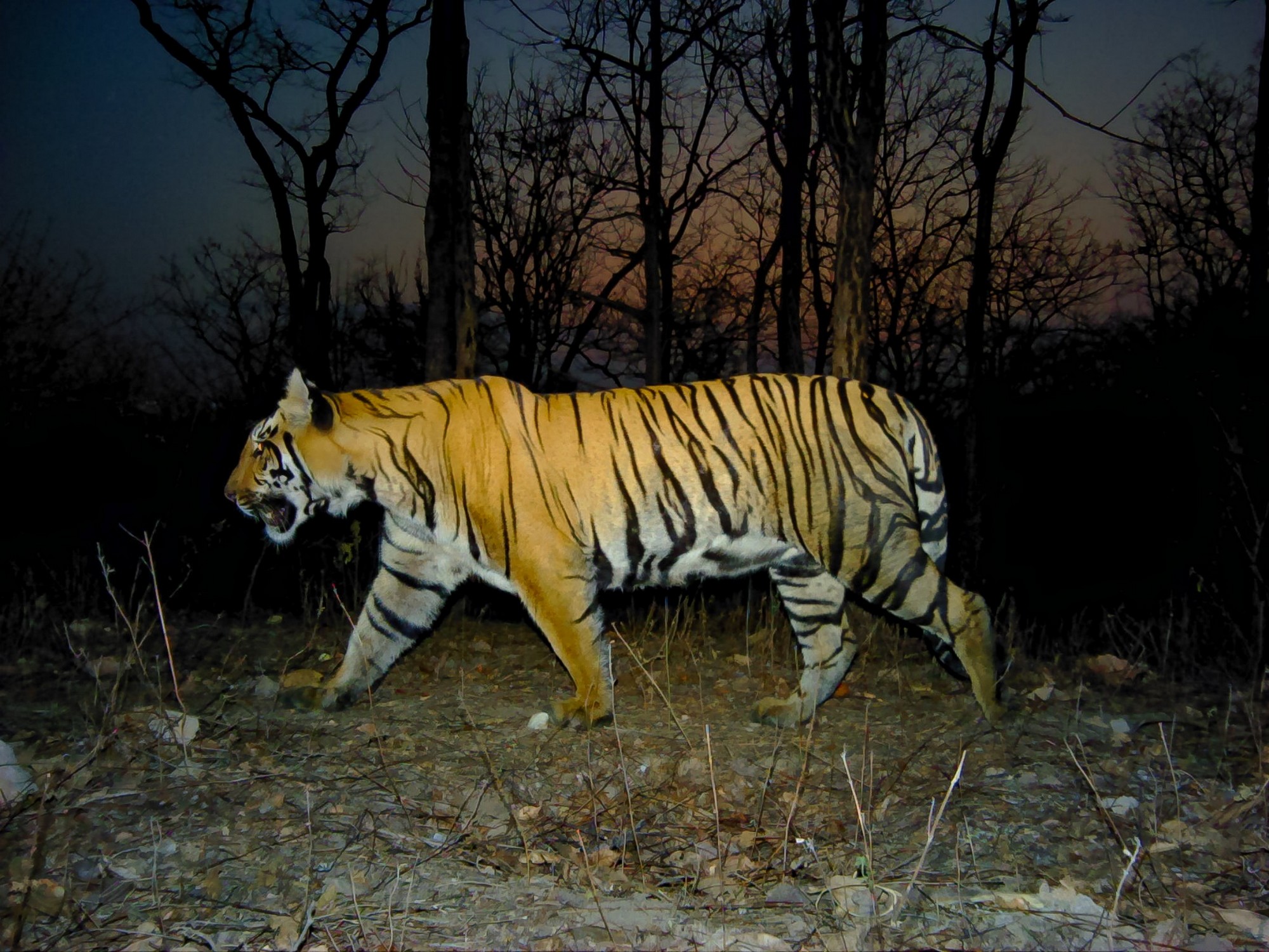 Annals Of The Satpura Uplands - One of the tigers camera-trapped in the Satpura-Melghat corridor landscape during the systemic survey of the area in 2022-23.