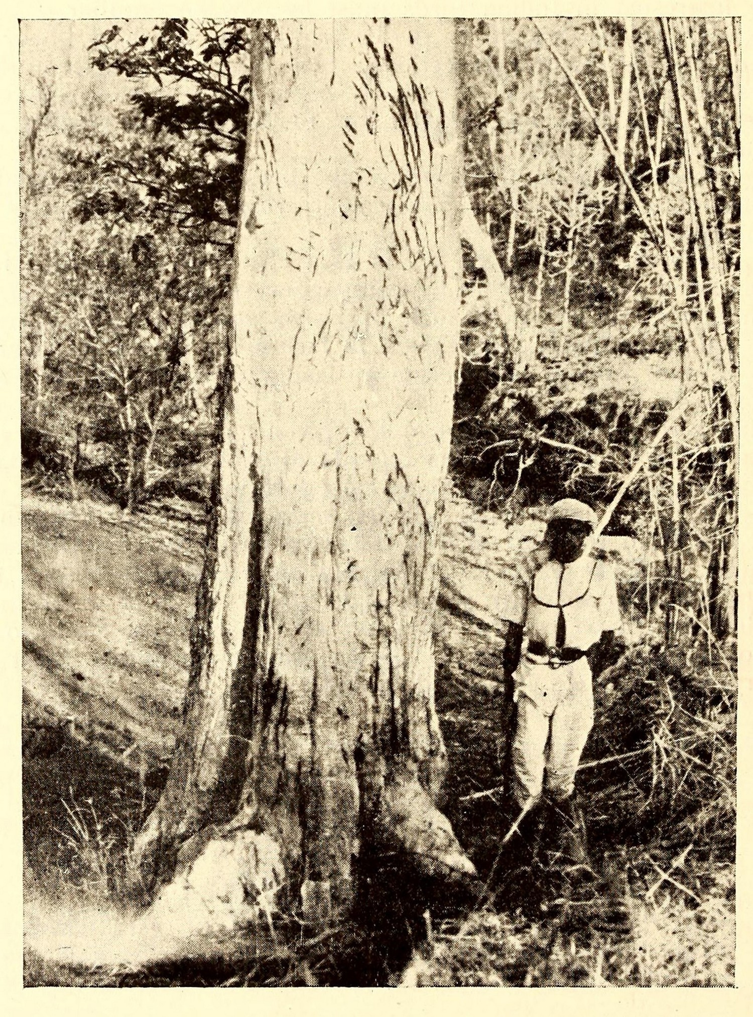 Annals Of The Satpura Uplands - C.1941 photo by C.E. Hewetson showing tiger scratch marks on an arjan tree somewhere in the Betul forest division. With the top mark at 3.2 m. above the ground, these claw marks give a clear sense of the tiger’s power when visualised in its stance. Photo: C.E. Hewetson/Bombay Natural History Society.