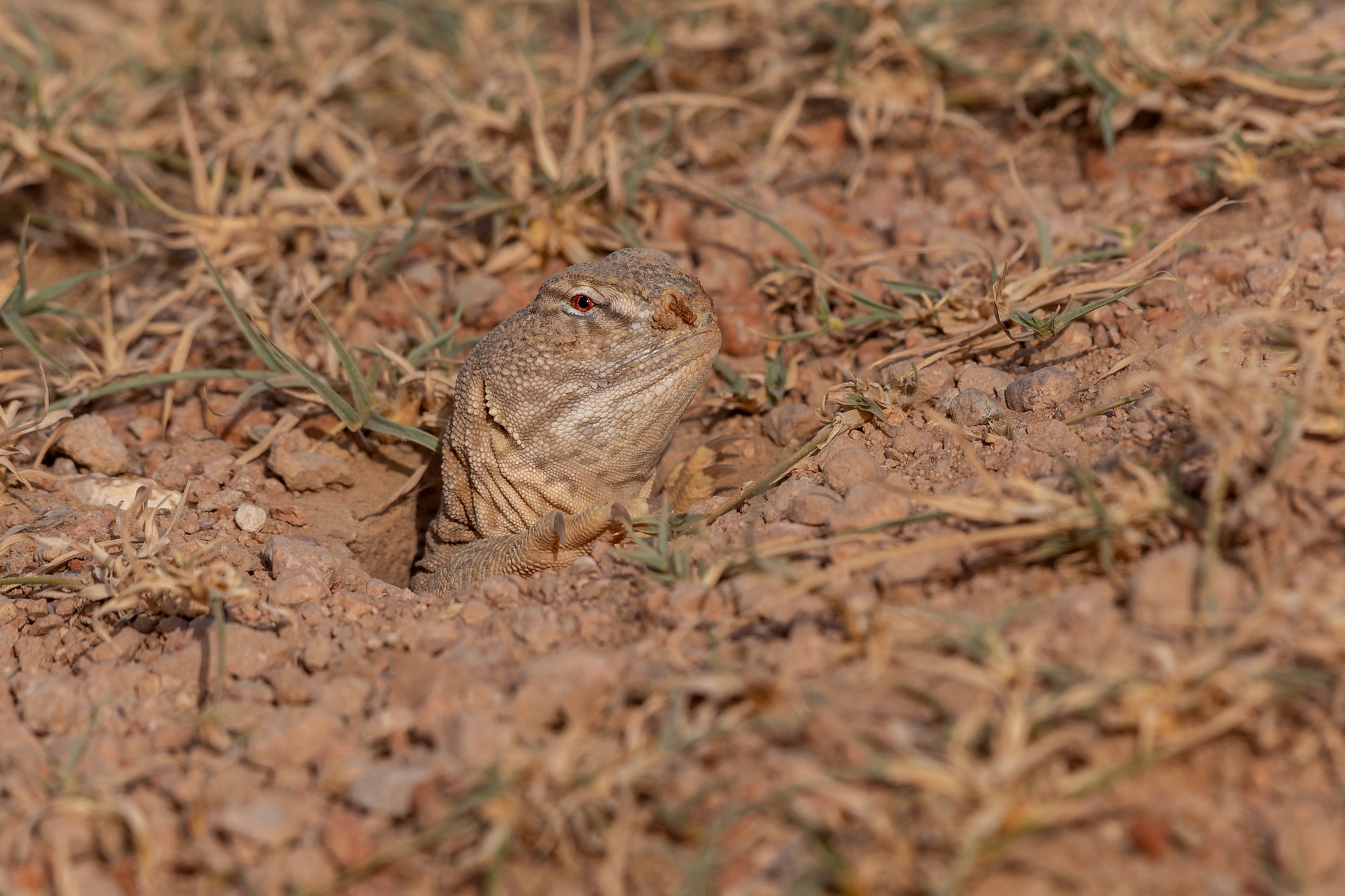 The Indian Spiny-tailed Lizard:A Runner of the Thar Losing Its Race Against Time