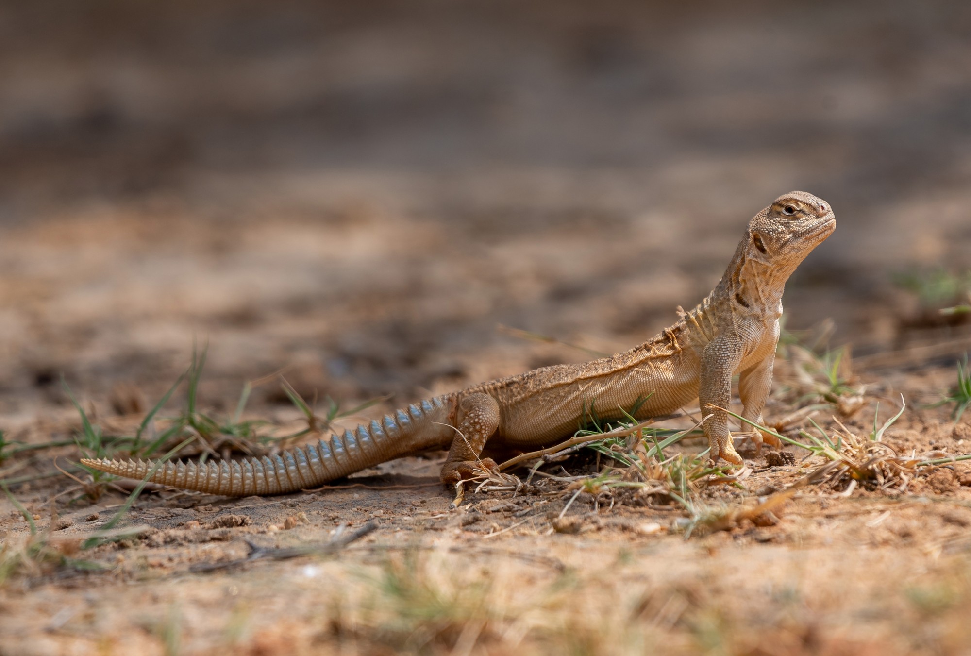 The Indian Spiny-tailed Lizard:A Runner of the Thar Losing Its Race Against Time