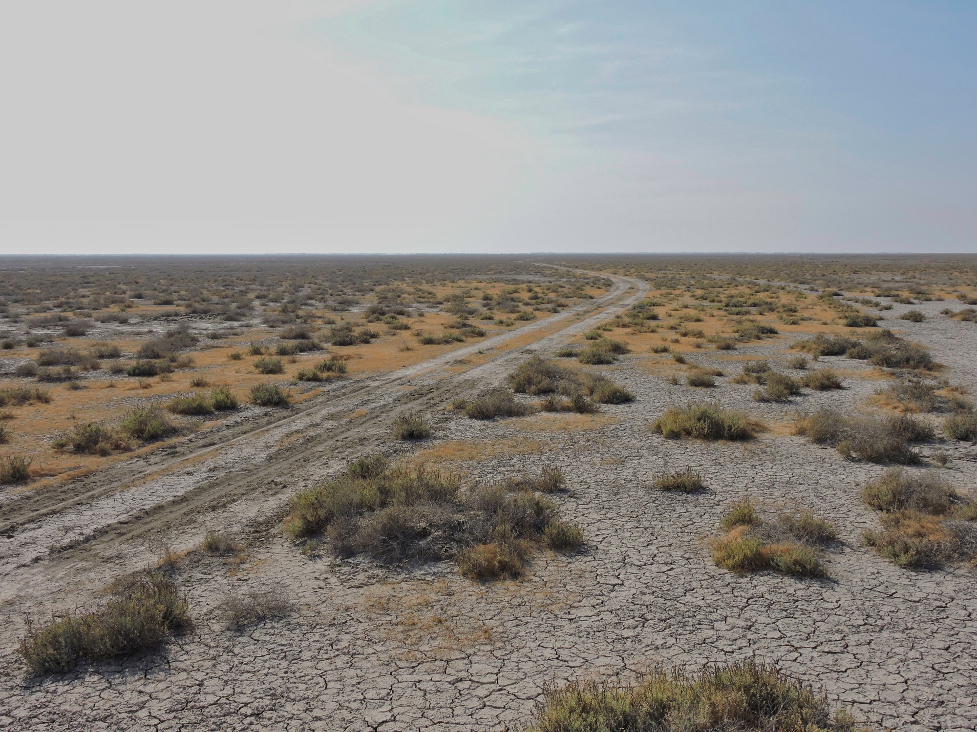 Dry Grasslands as Climate Assets: Lessons from Banni - Amid transforming seasons and noisy migrants, there is another story of Banni, one that remained conspicuously untold until recently. Beneath its windswept grasses and seasonal wetlands lies one of the most carbon-rich arid grassland soils in the world.
