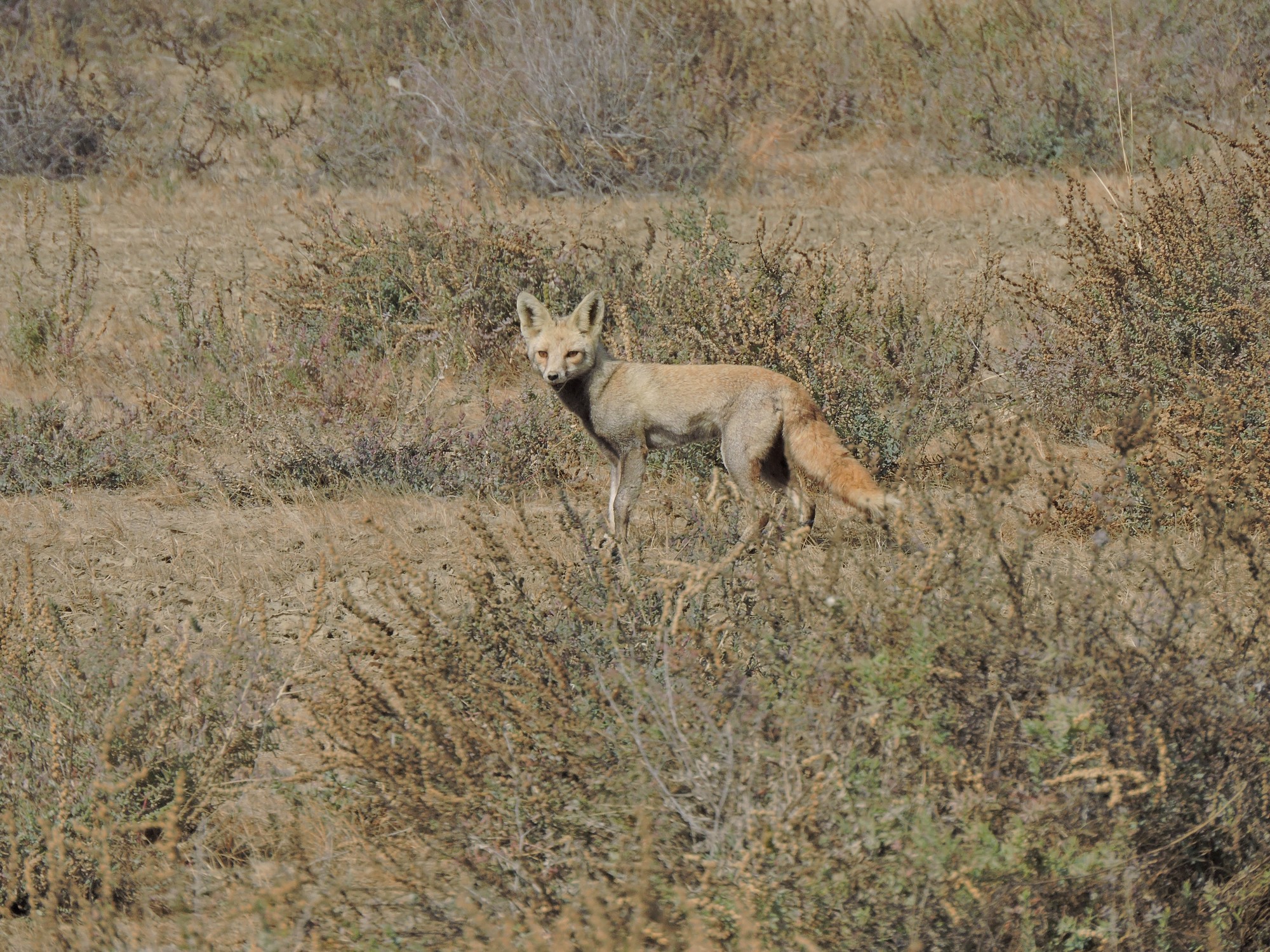Desert foxes prefer to place their dens in isolated areas away from human habitation, another contrast from what is seen in parts of Rajasthan. As a species that has evolved in open deserts and grasslands, the expansion of Neltuma woodlands in Banni is shrinking its suitable habitat.