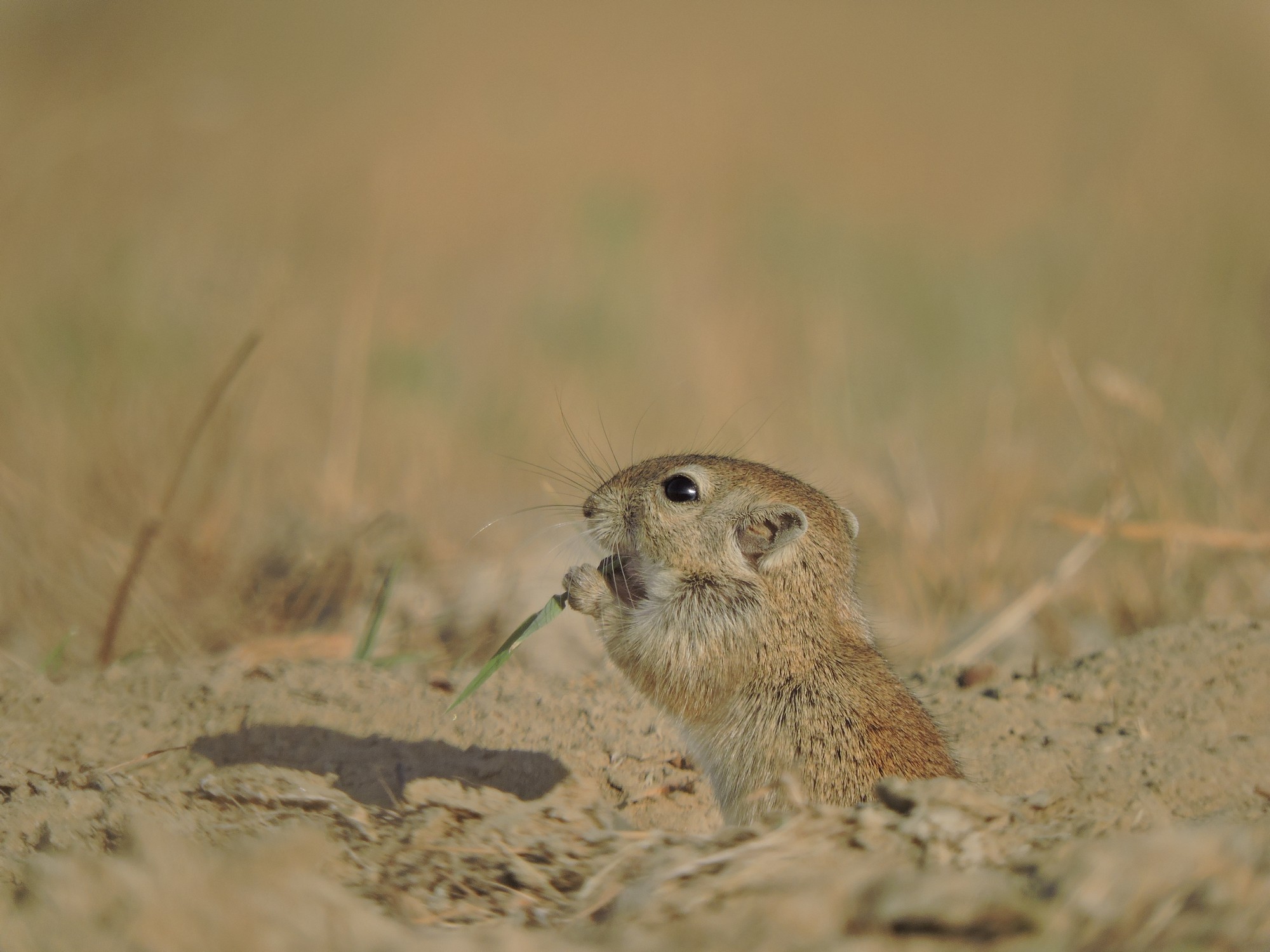 The desert jird is among the mammals found in the dry grasslands of Banni, which live a largely fossorial existence in burrows underground.