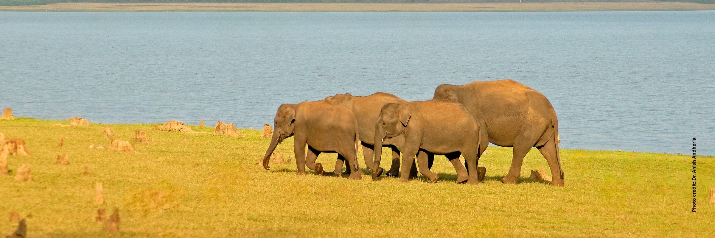 WCT: Monitoring and Understanding Vital Elephant Movements in Madhya Pradesh
