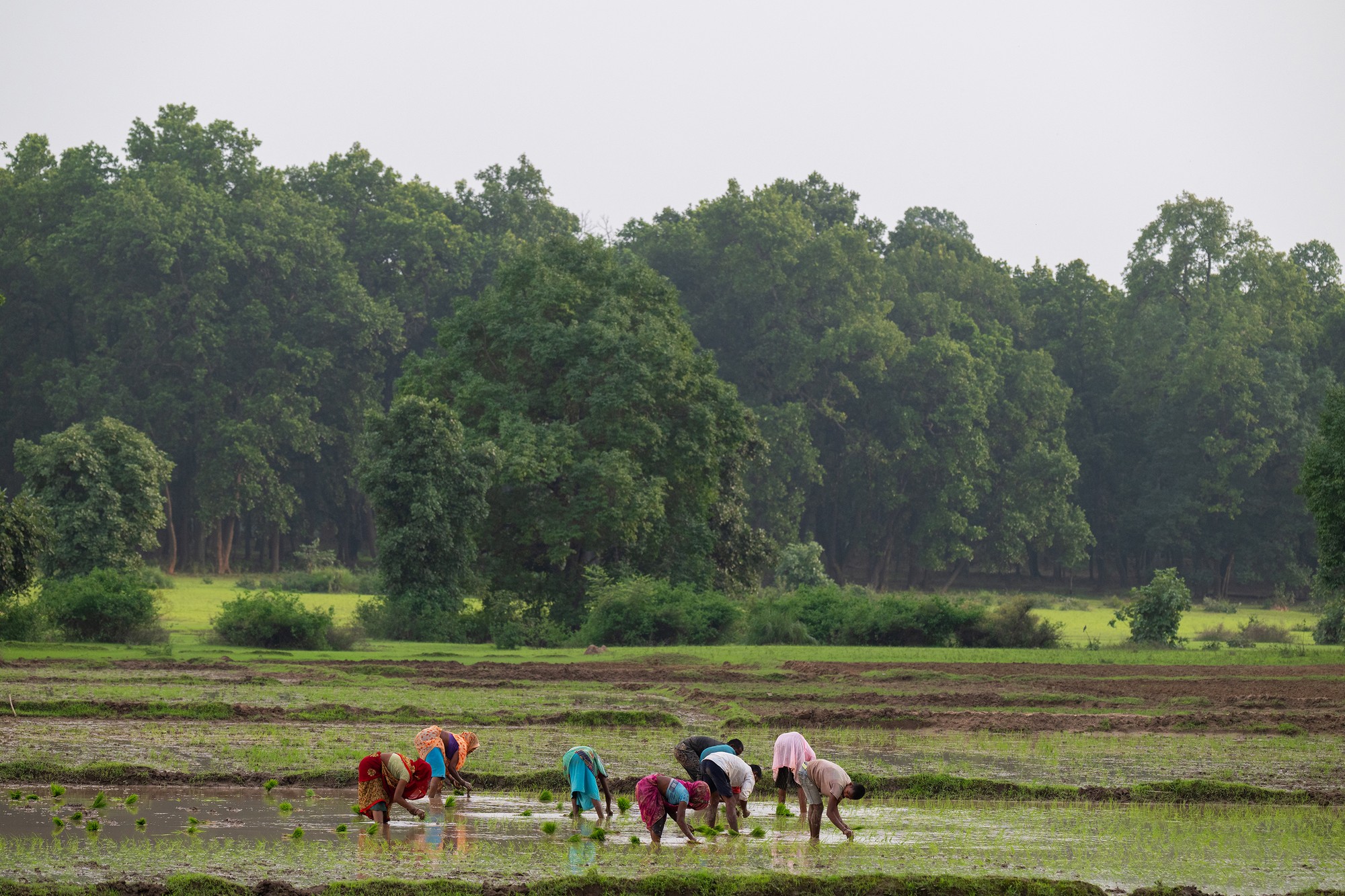WCT: Monitoring and Understanding Vital Elephant Movements in Madhya Pradesh