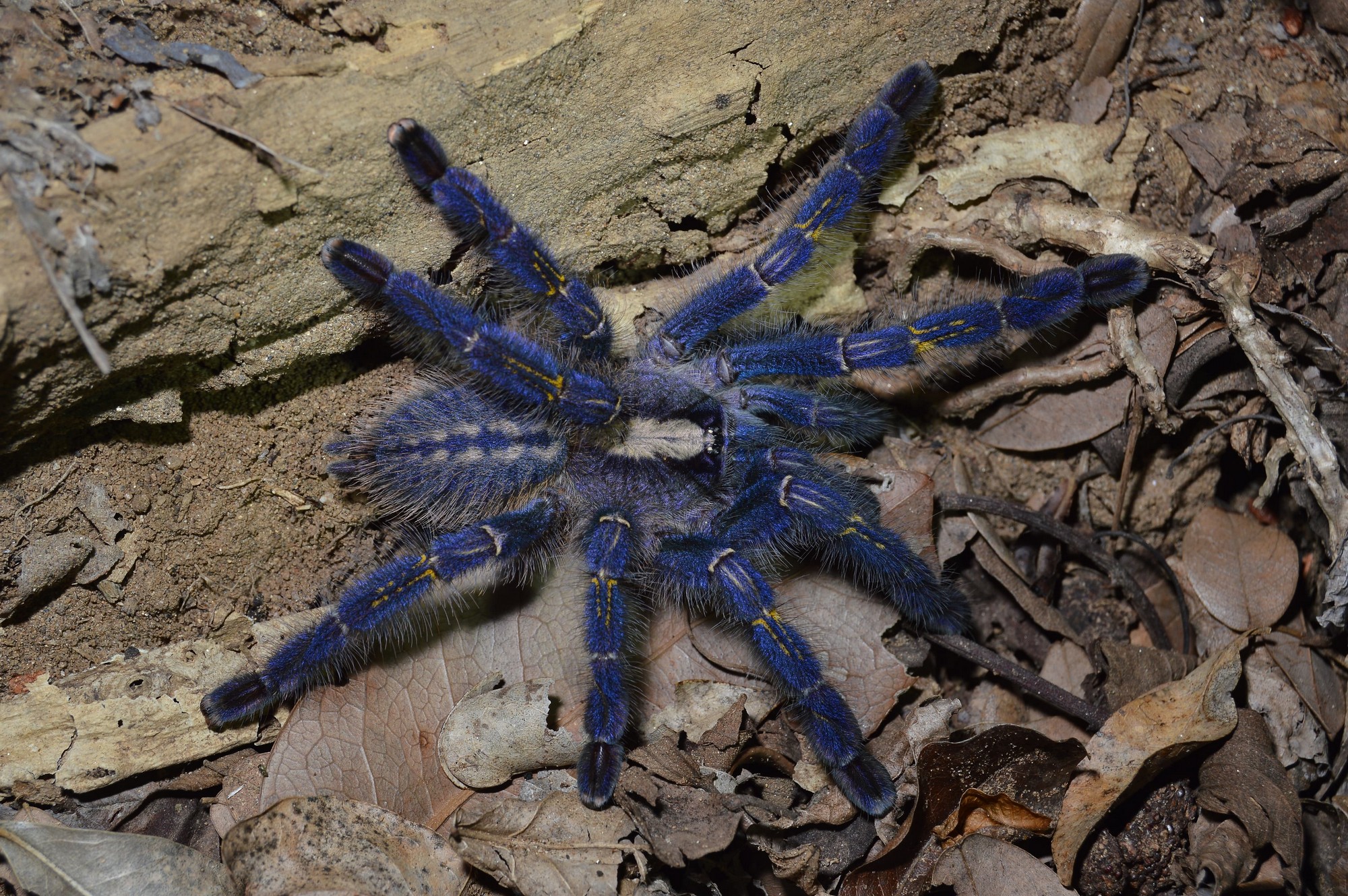 The peacock tarantula, also known as the Gooty tarantula – because in 1899 one was inadvertently transported in a wood pile to a railway timber yard in Gooty, Andhra Pradesh, where it was later sighted, leading to the species’ discovery – is particularly at risk from traders, breeders, and hobbyist exotic animal keepers.