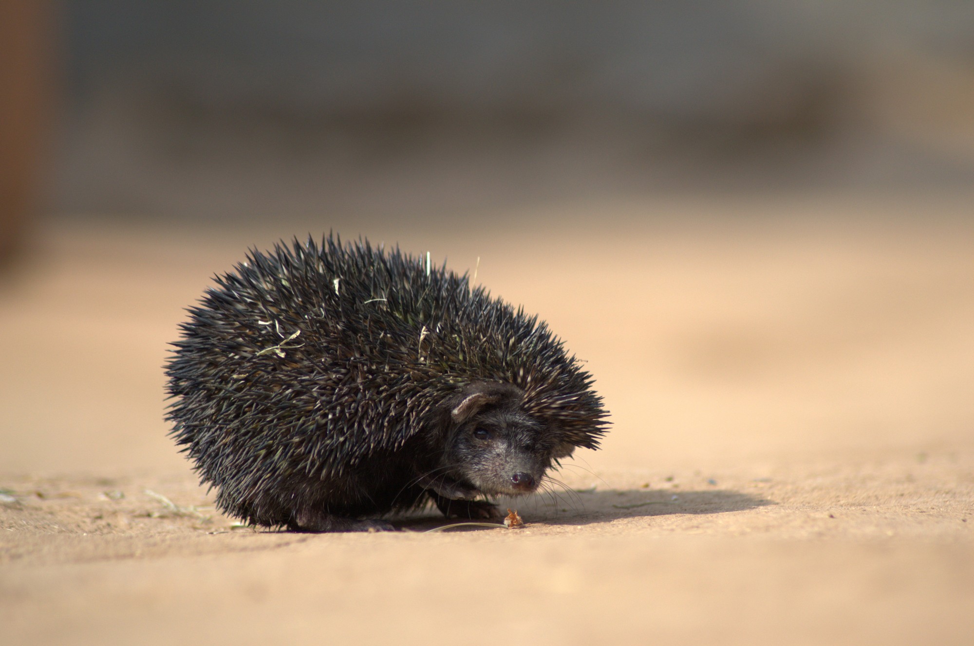 The Indian long-eared hedgehog is among the mammals found in the dry grasslands of Banni, which live a largely fossorial existence in burrows underground.