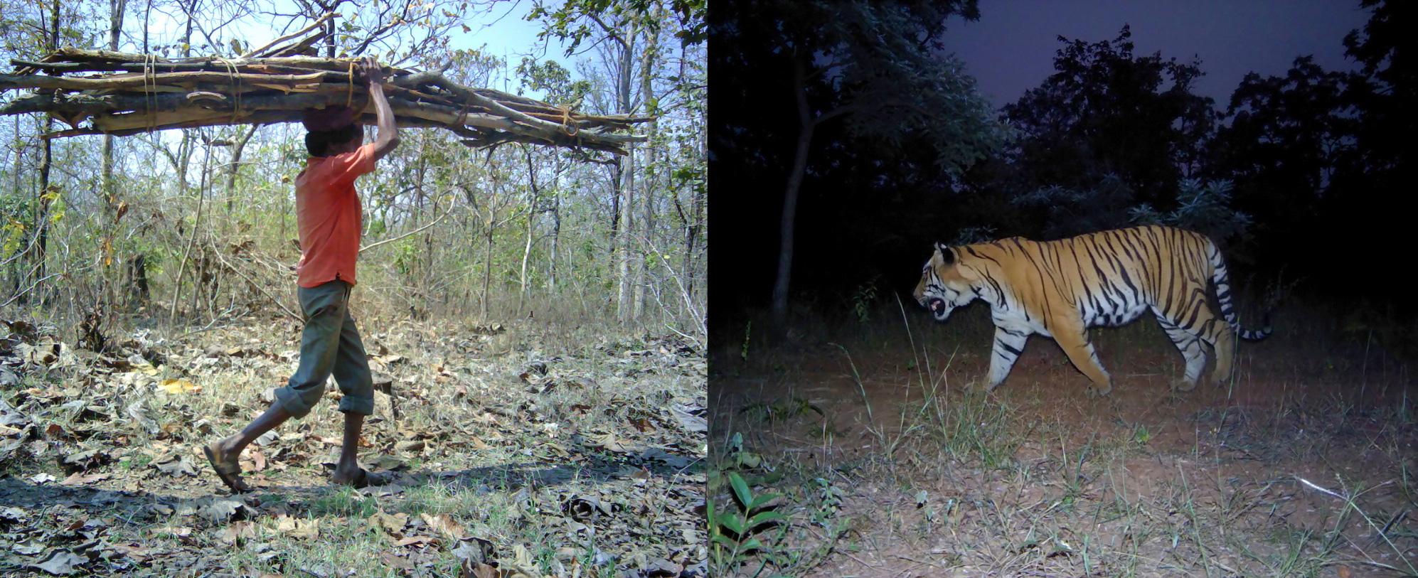 WCT - TIGERS, FORESTS, & COMMUNITIES - Camera trap images of firewood collection and tiger movement in the same forest