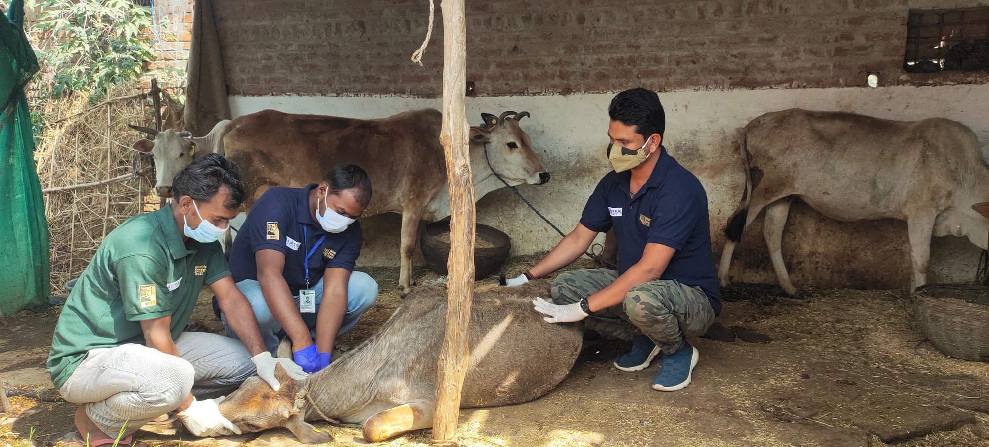 Members of WCT’s Wildlife-Livestock Disease Interface Management Team collect blood samples for bovine tuberculosis surveillance, an essential step in detecting disease early and preventing its spread between livestock and wildlife.