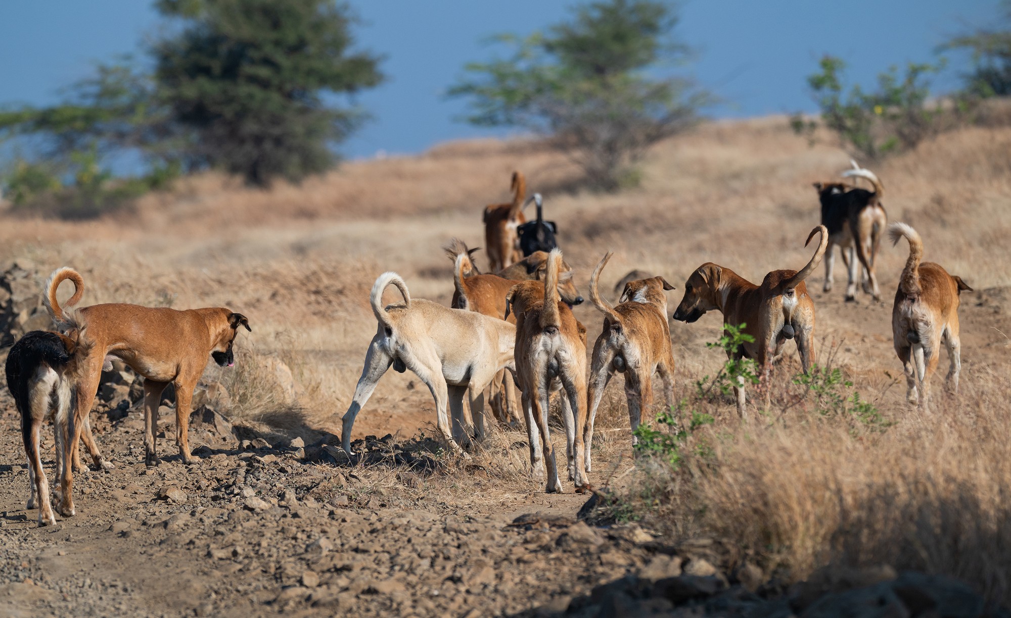 Free ranging dogs, in recent times, have emerged as one of the deadliest threats to all manner of wildlife, from snow leopards and brown bears in the Himalaya to wolves and foxes in grasslands, and tigers and lions in forest habitats.