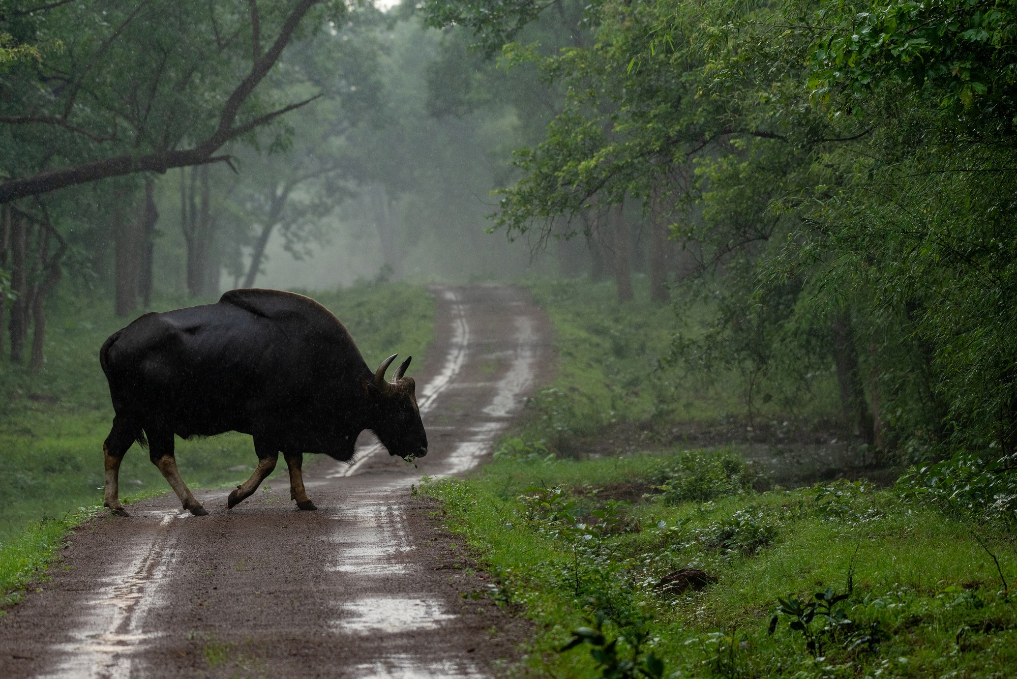 The Indian gaur Bos gaurus – muscular, majestic, and seemingly invincible, yet increasingly vulnerable to invisible threats such as disease at the wildlife–livestock interface.