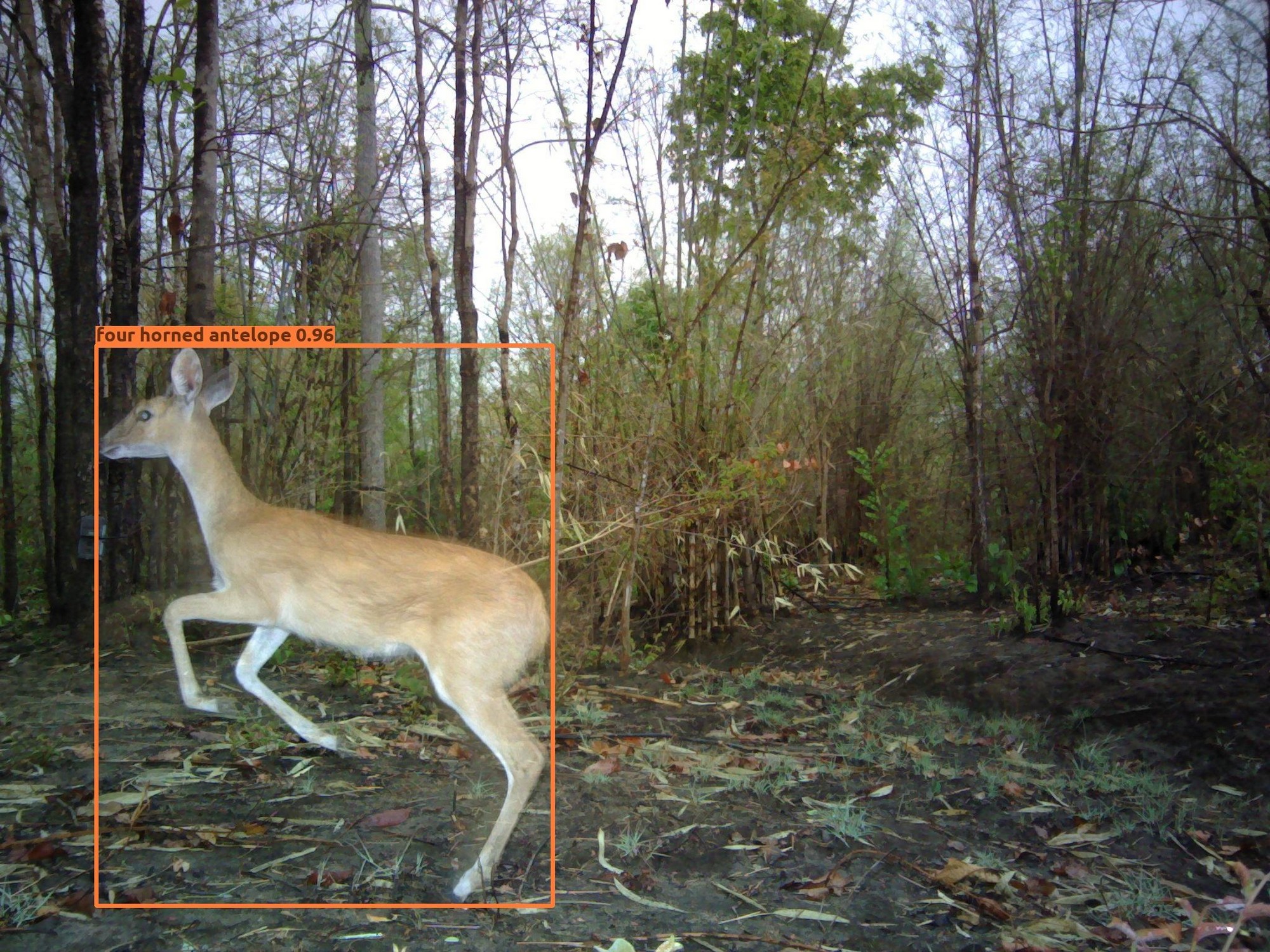 Wildlife Conservation Trust (WCT), in collaboration with Aadax Data Science, has developed an automated species recognition model specifically for the Central Indian landscape. This tool leverages machine learning and computer vision algorithms to automate the species classification process, addressing this critical bottleneck in wildlife research methodology. The model is capable of recognising 40 different classes of wild animals across Central India with an accuracy of 97.3 percent, a level of precision that meets scientific standards for research and conservation applications.