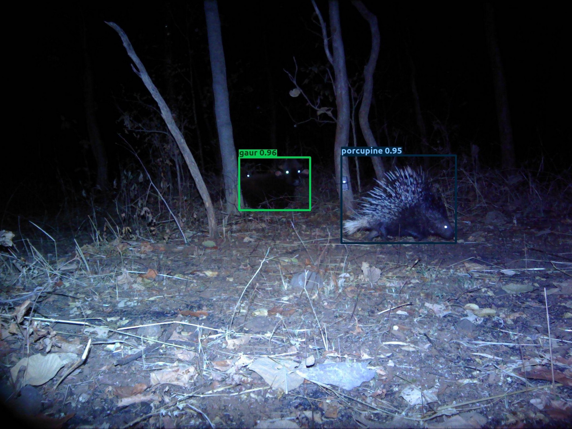 Wildlife Conservation Trust (WCT), in collaboration with Aadax Data Science, has developed an automated species recognition model specifically for the Central Indian landscape. This tool leverages machine learning and computer vision algorithms to automate the species classification process, addressing this critical bottleneck in wildlife research methodology. The model is capable of recognising 40 different classes of wild animals across Central India with an accuracy of 97.3 percent, a level of precision that meets scientific standards for research and conservation applications.