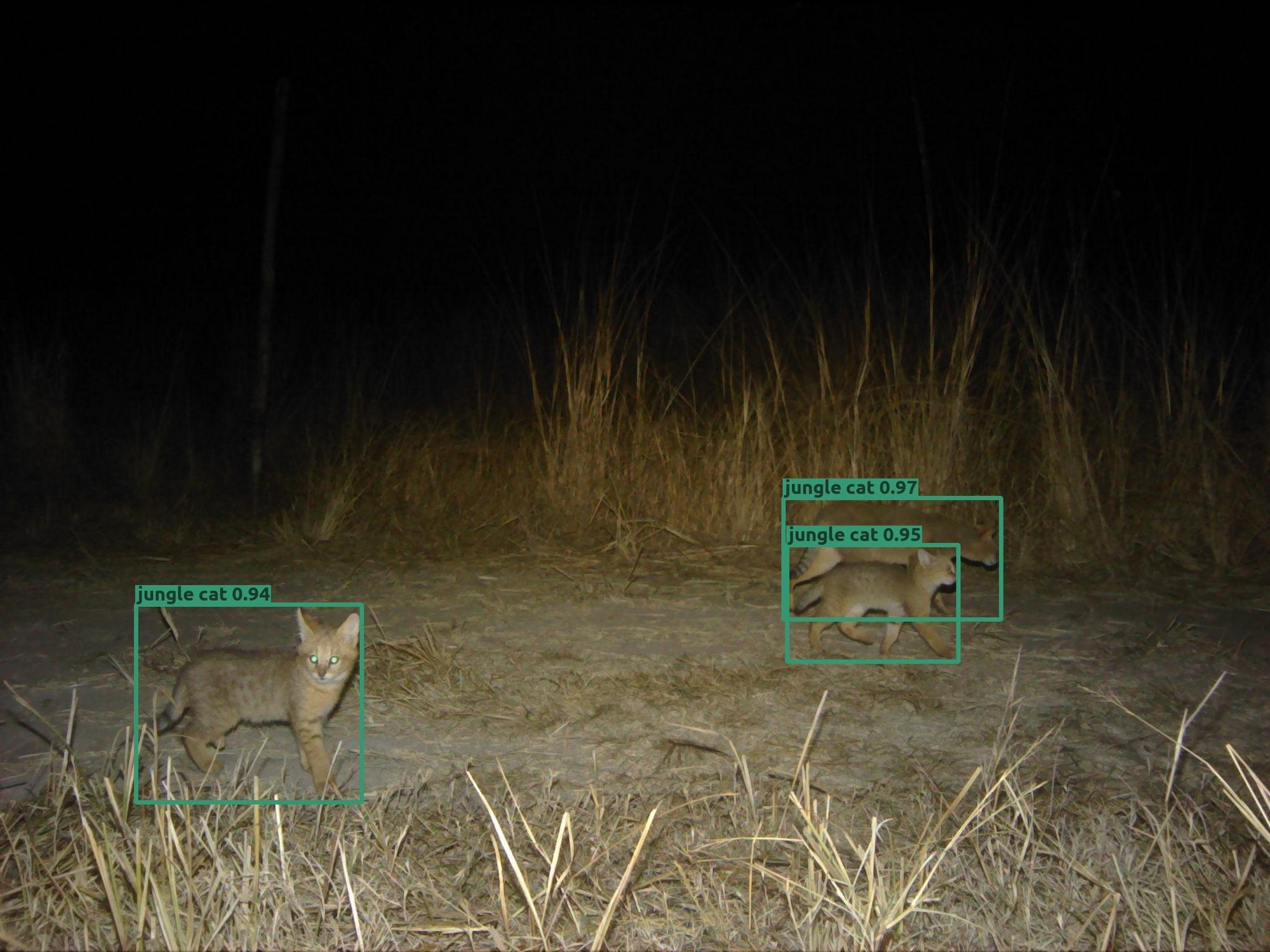 Wildlife Conservation Trust (WCT), in collaboration with Aadax Data Science, has developed an automated species recognition model specifically for the Central Indian landscape. This tool leverages machine learning and computer vision algorithms to automate the species classification process, addressing this critical bottleneck in wildlife research methodology. The model is capable of recognising 40 different classes of wild animals across Central India with an accuracy of 97.3 percent, a level of precision that meets scientific standards for research and conservation applications.