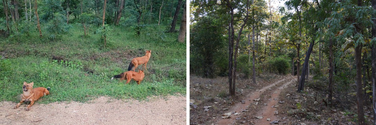 Pench Calling! WCT’s Annual Review Meet 2025