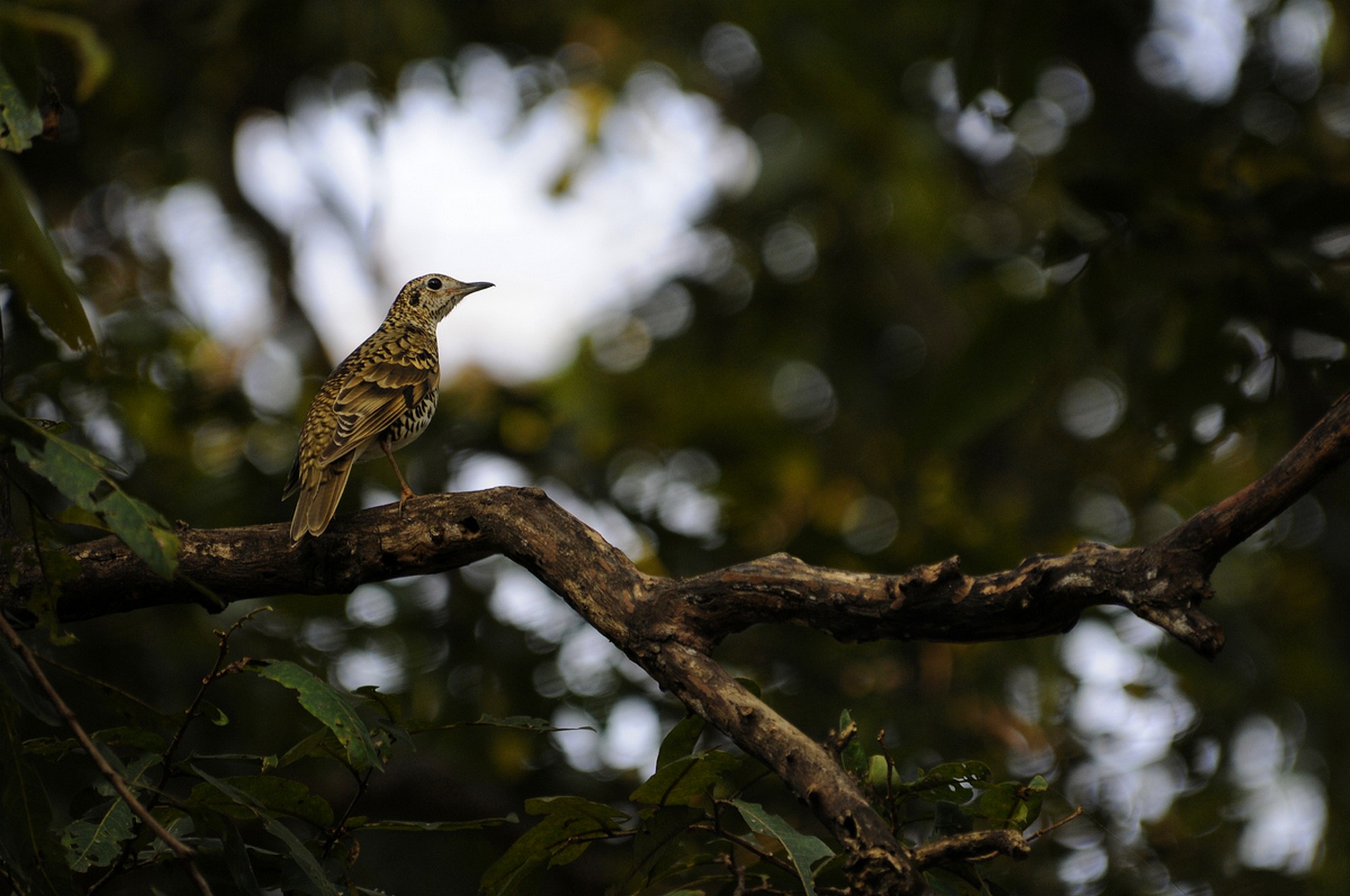 To take or not to take the charismatic species approach in wildlife conservation - Protecting keystone or umbrella species effects the conservation of many other species that they share their habitat with.