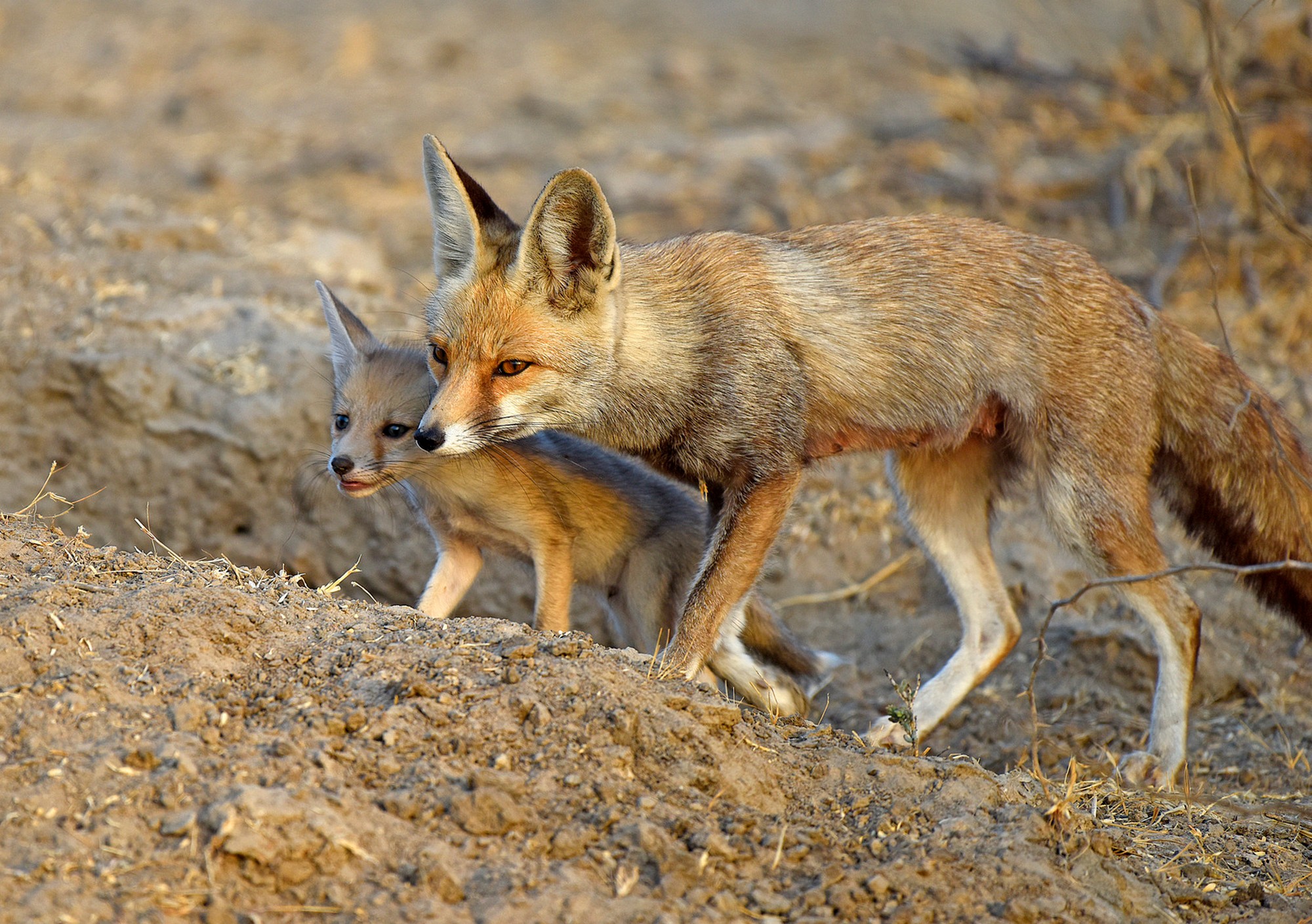 To take or not to take the charismatic species approach in wildlife conservation - Habitats of neglected carnivores, such as foxes, are severely threatened, but receive little to no conservation attention.