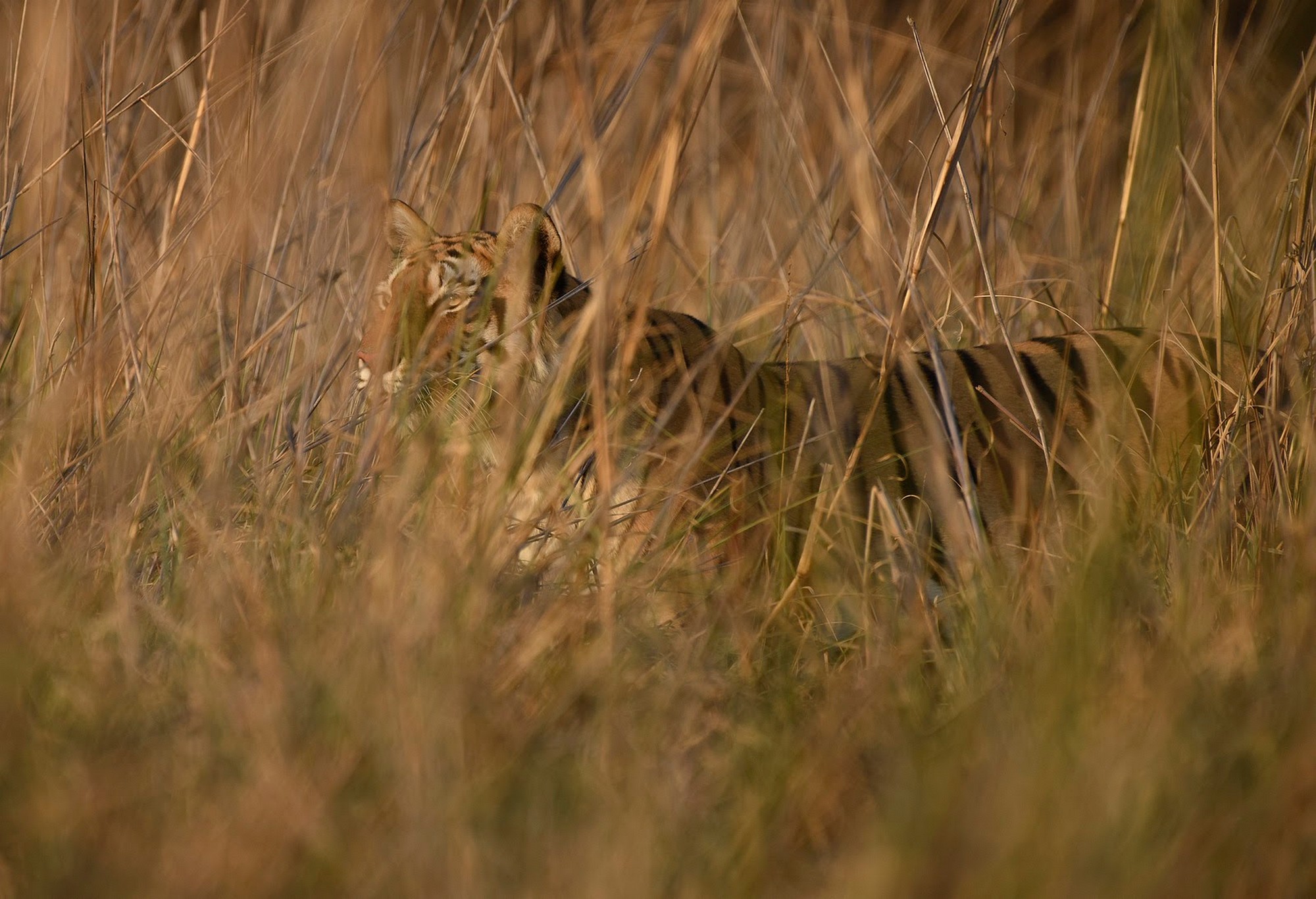 To take or not to take the charismatic species approach in wildlife conservation - Certain species, such as the Bengal tiger, that are regarded as “charismatic” are often heralded as the ambassadors of conservation endeavors