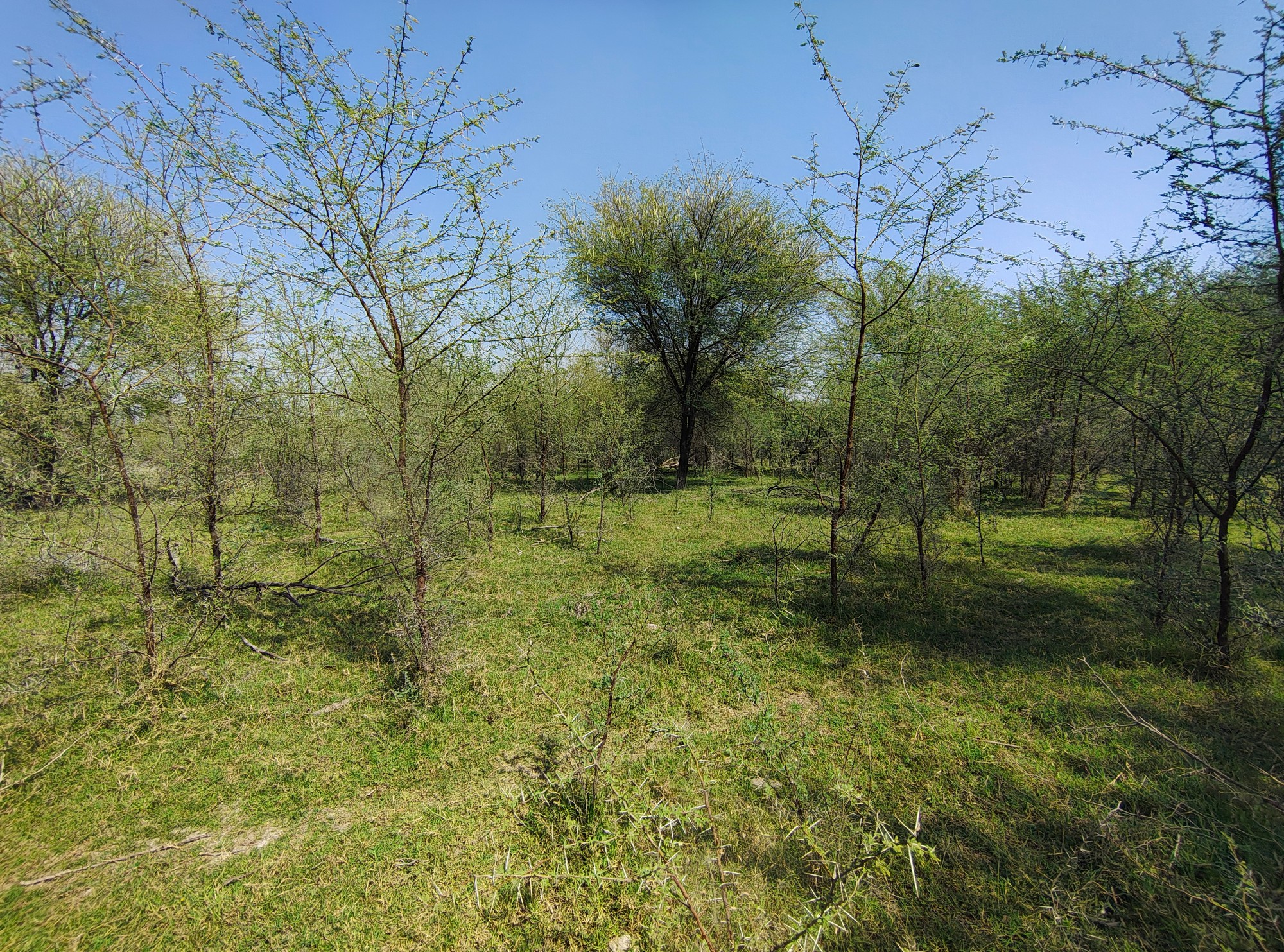 Not All Green Is Good - A restored site post-removal reveals an open landscape and resilient native tree species.