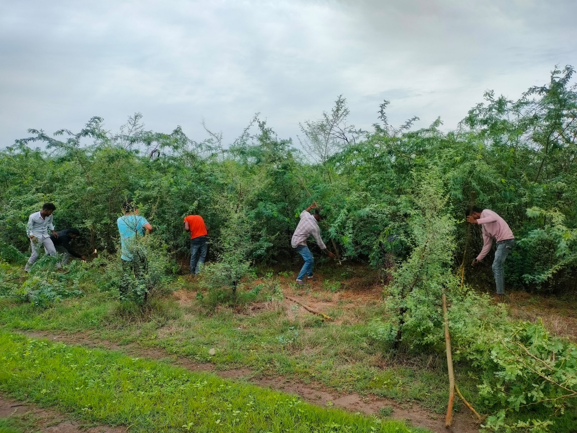 Not All Green Is Good - As part of WCT’s ecological restoration efforts, dense thickets of Prosopis juliflora are being cleared manually, to make way for native plant species.