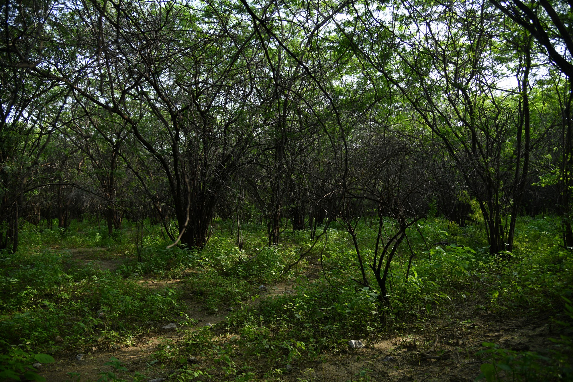 Not All Green Is Good - A dense thicket of Prosopis juliflora in Nimaaj, Rajasthan. Photo: Vijayant Khatri