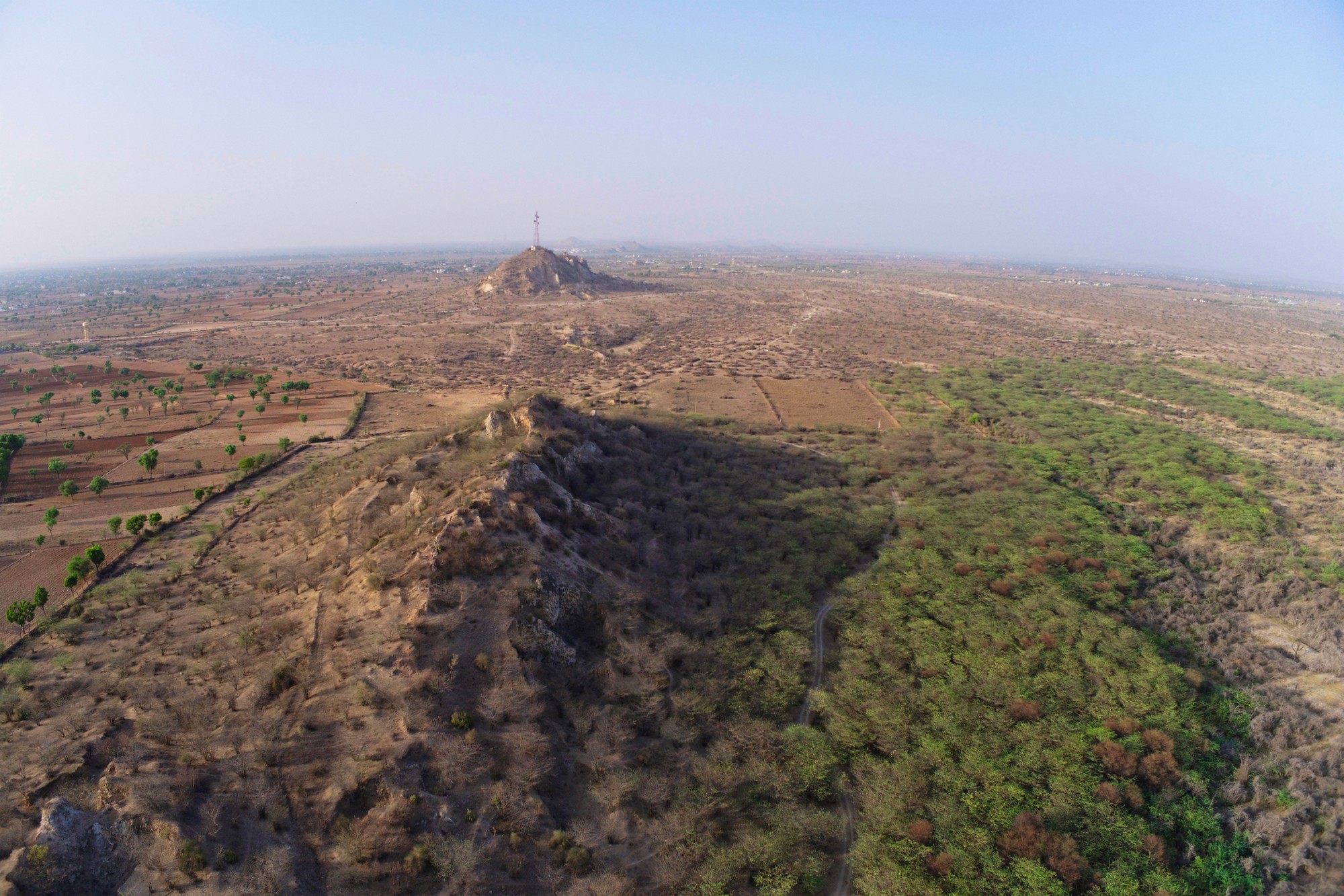 Not All Green Is Good - The ecological integrity of dryland ecosystems, such as this scrub forest in Rajasthan, has been reshaped because of Prosopis juliflora, an invasive shrub. Photo: WCT