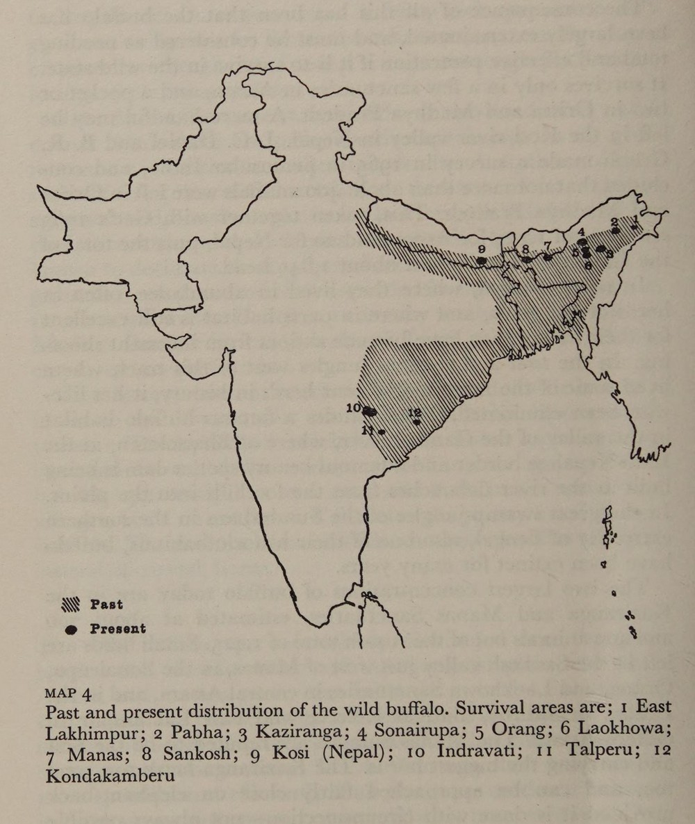 The Wild Buffaloes Of Central India - Estimated distribution range of wild buffaloes in India in 1969. Source: Twilight of India’s Wildlife (1969) by Balakrishna Seshadri. Borders neither verified, nor authenticated.