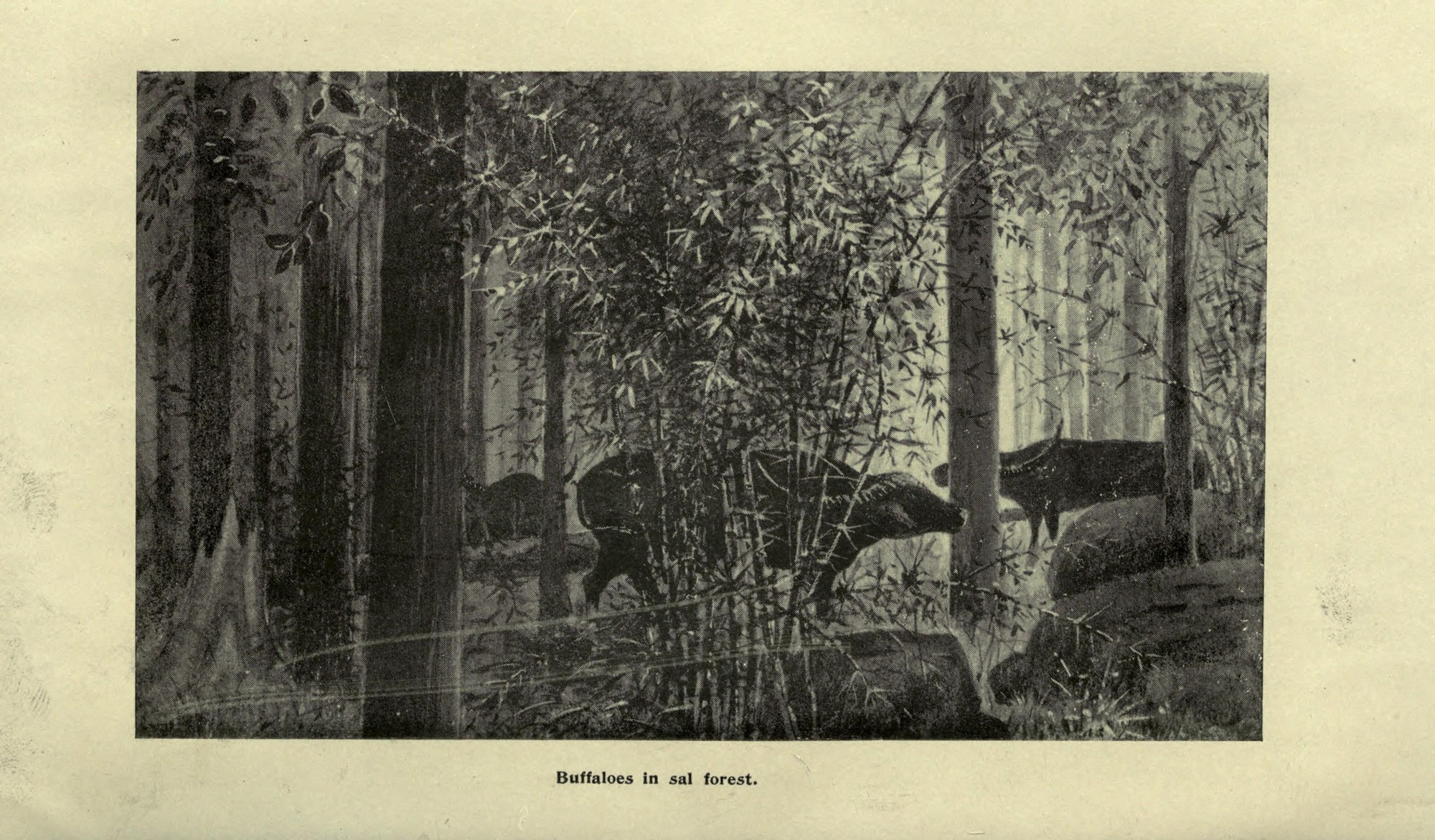 The Wild Buffaloes Of Central India - A herd of Central Indian wild buffaloes sketched by Captain A.I.R. Glasfurd, from his book Leaves from an Indian Jungle published in 1903.