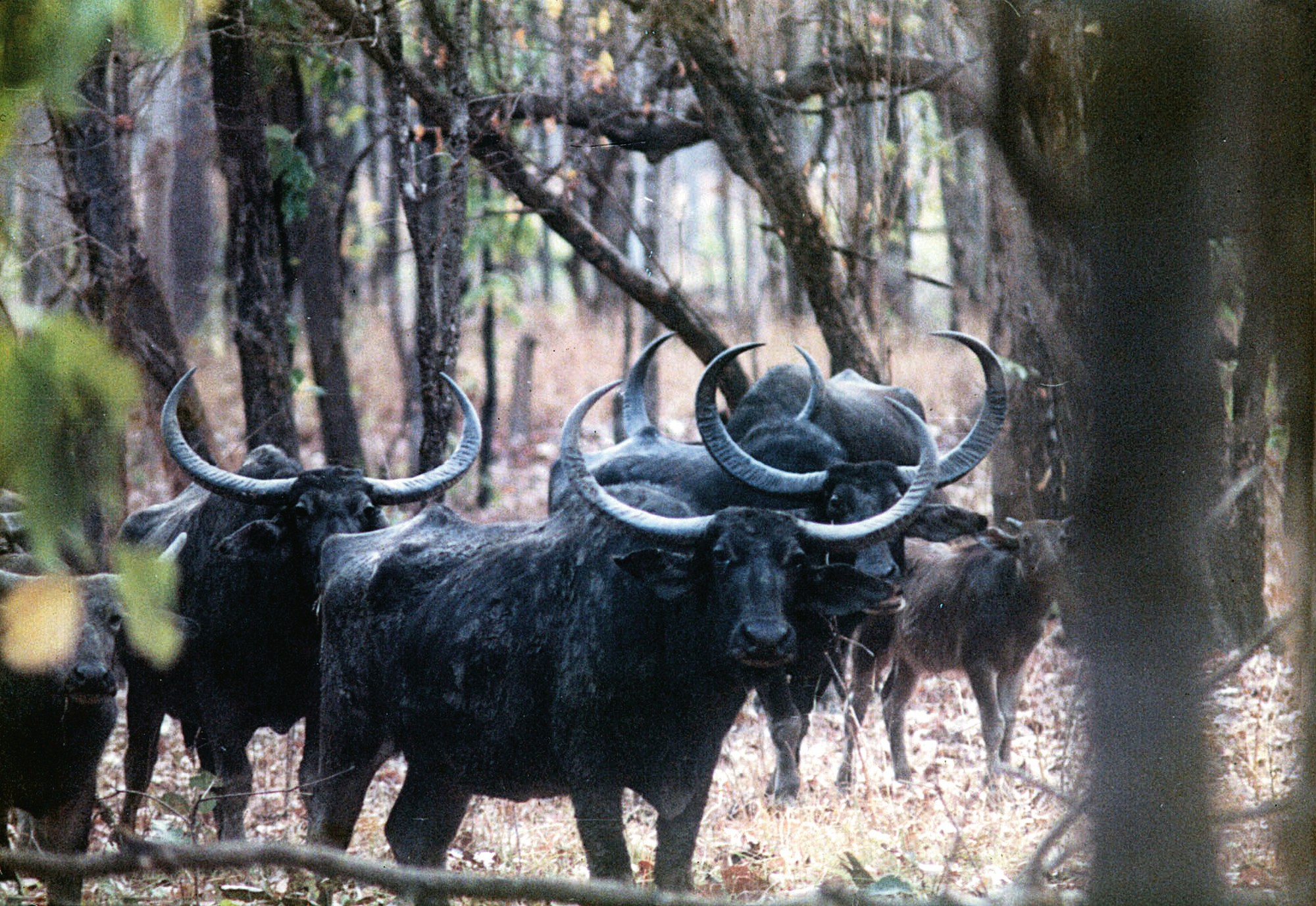The Wild Buffaloes Of Central India - The future of Central Indian wild buffaloes continues to hang by a thread as it remains largely overlooked in conservation initiatives.