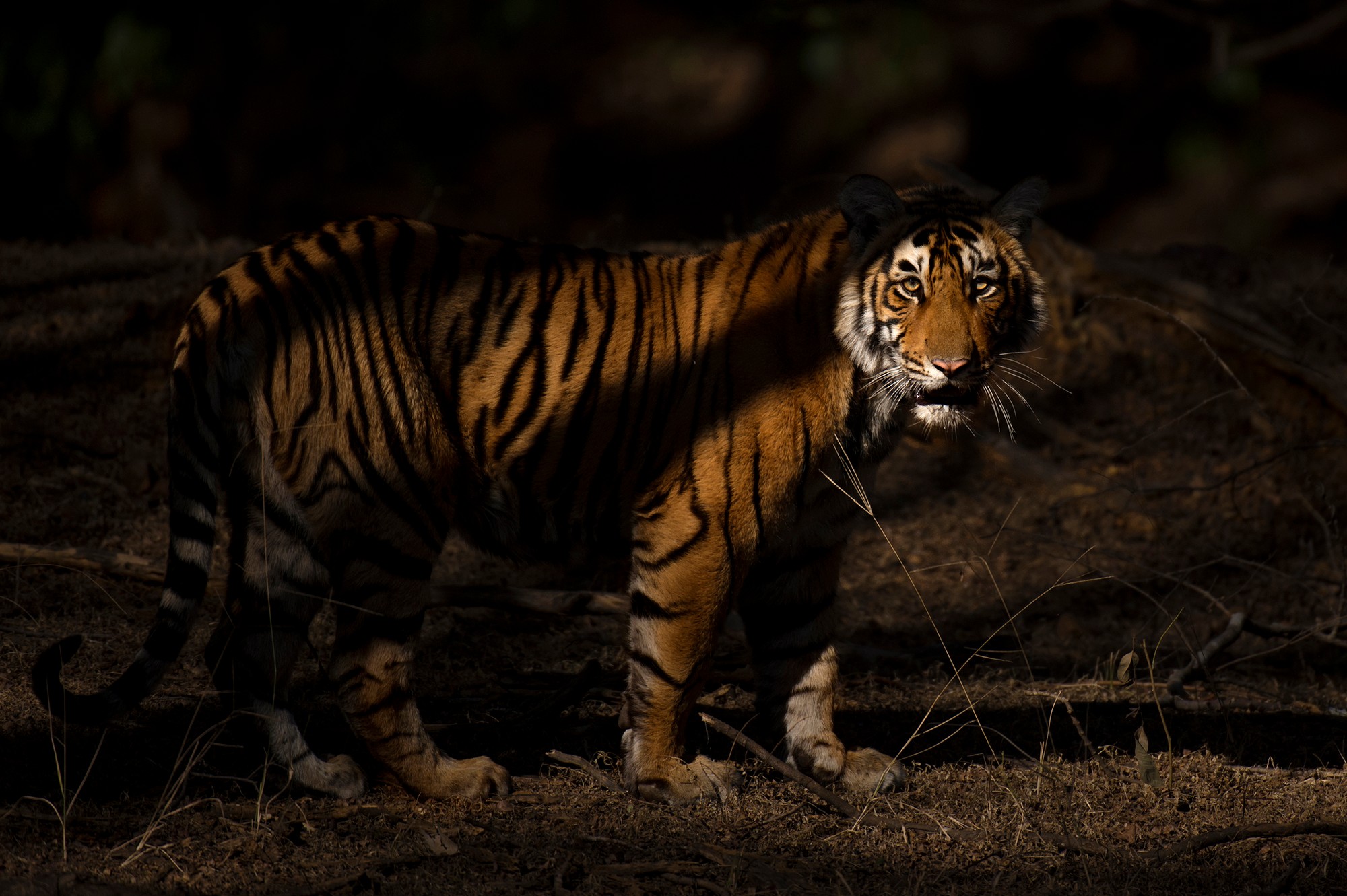 Why are Connectivity and Corridors touted as the lifeblood of ecosystem conservation -