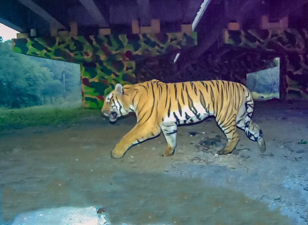 Why are Connectivity and Corridors touted as the lifeblood of ecosystem conservation -