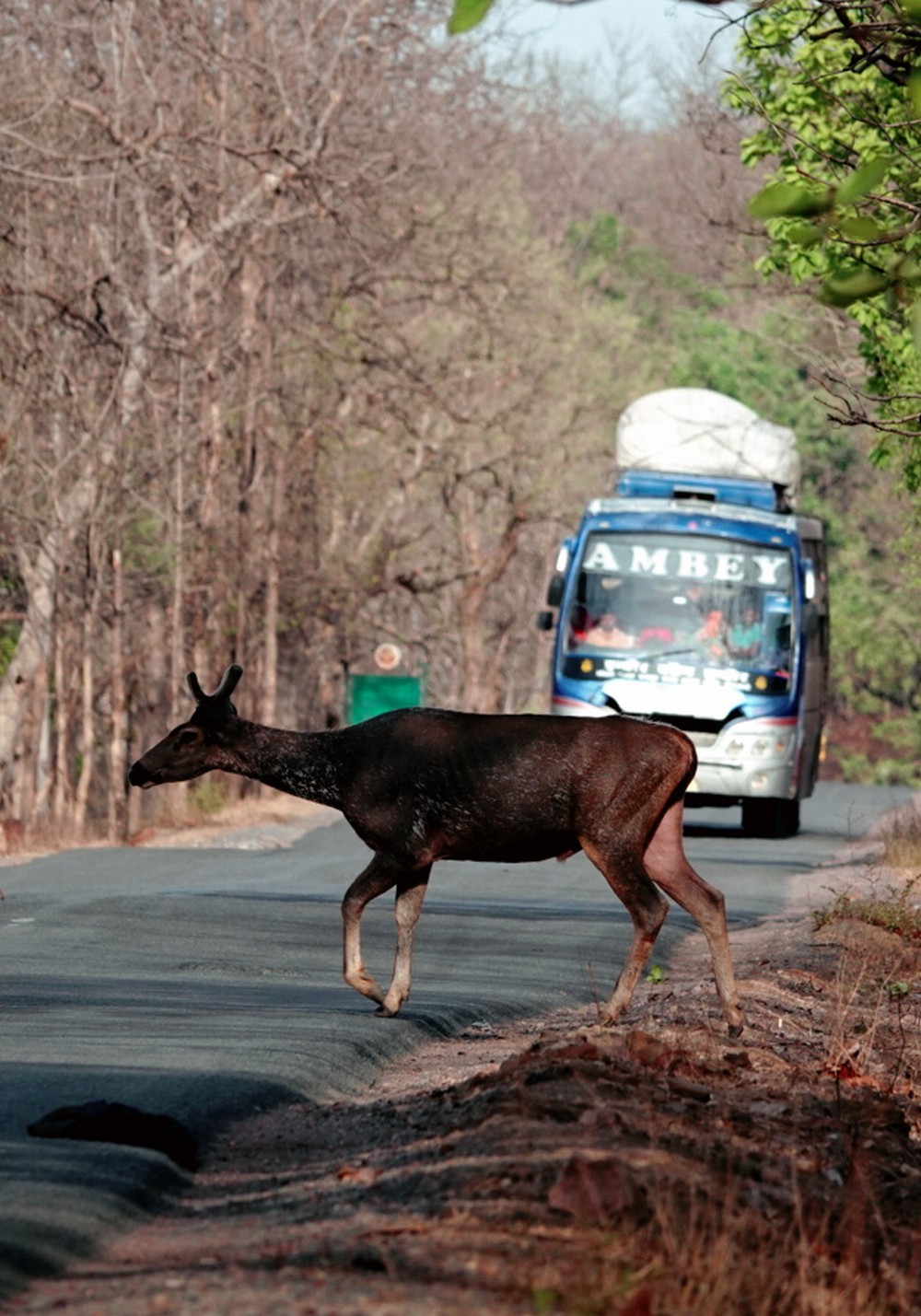 Why are Connectivity and Corridors touted as the lifeblood of ecosystem conservation -