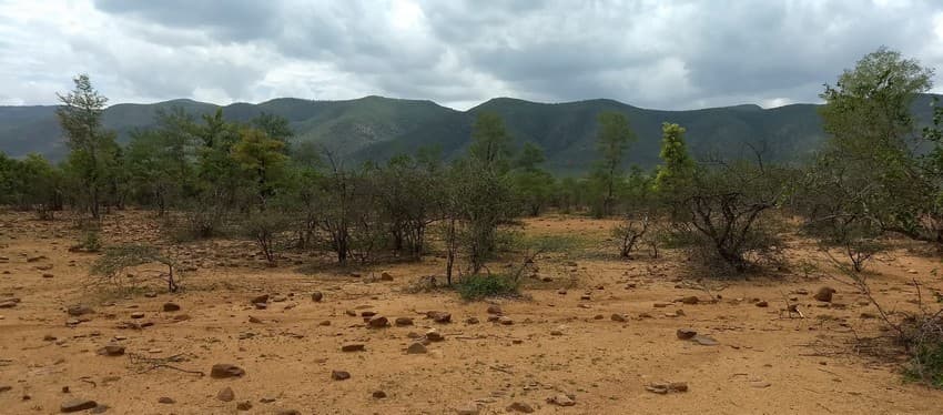 WCT BEES Grants - Creating and testing a methodological framework for the detection of the critically endangered Jerdon’s courser (Rhinoptilus bitorquatus) using Automated Recording Units
