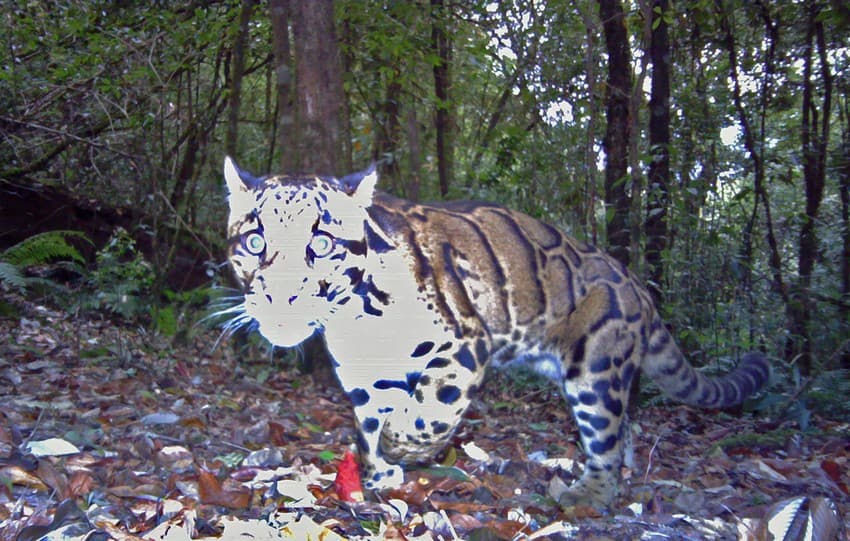 WCT BEES Grants - Facilitating wild felid conservation through community participation in eastern Nagaland, India