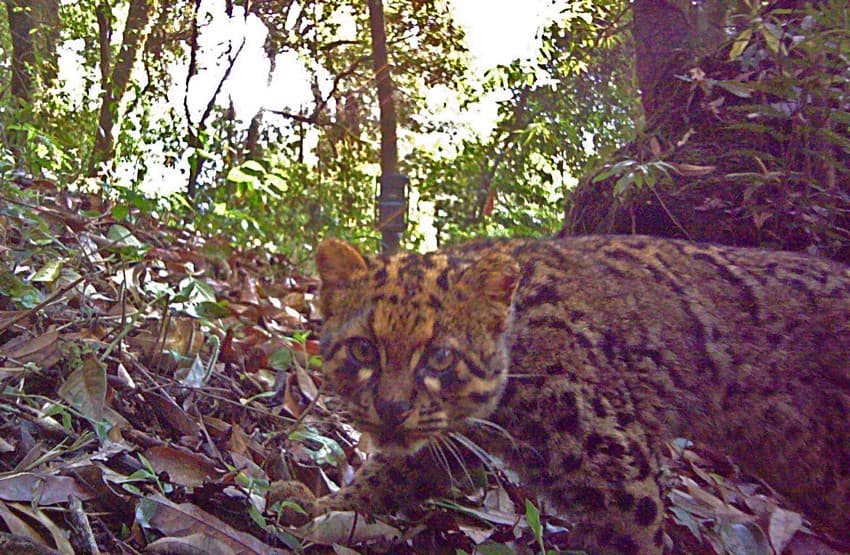 WCT BEES Grants - Facilitating wild felid conservation through community participation in eastern Nagaland, India
